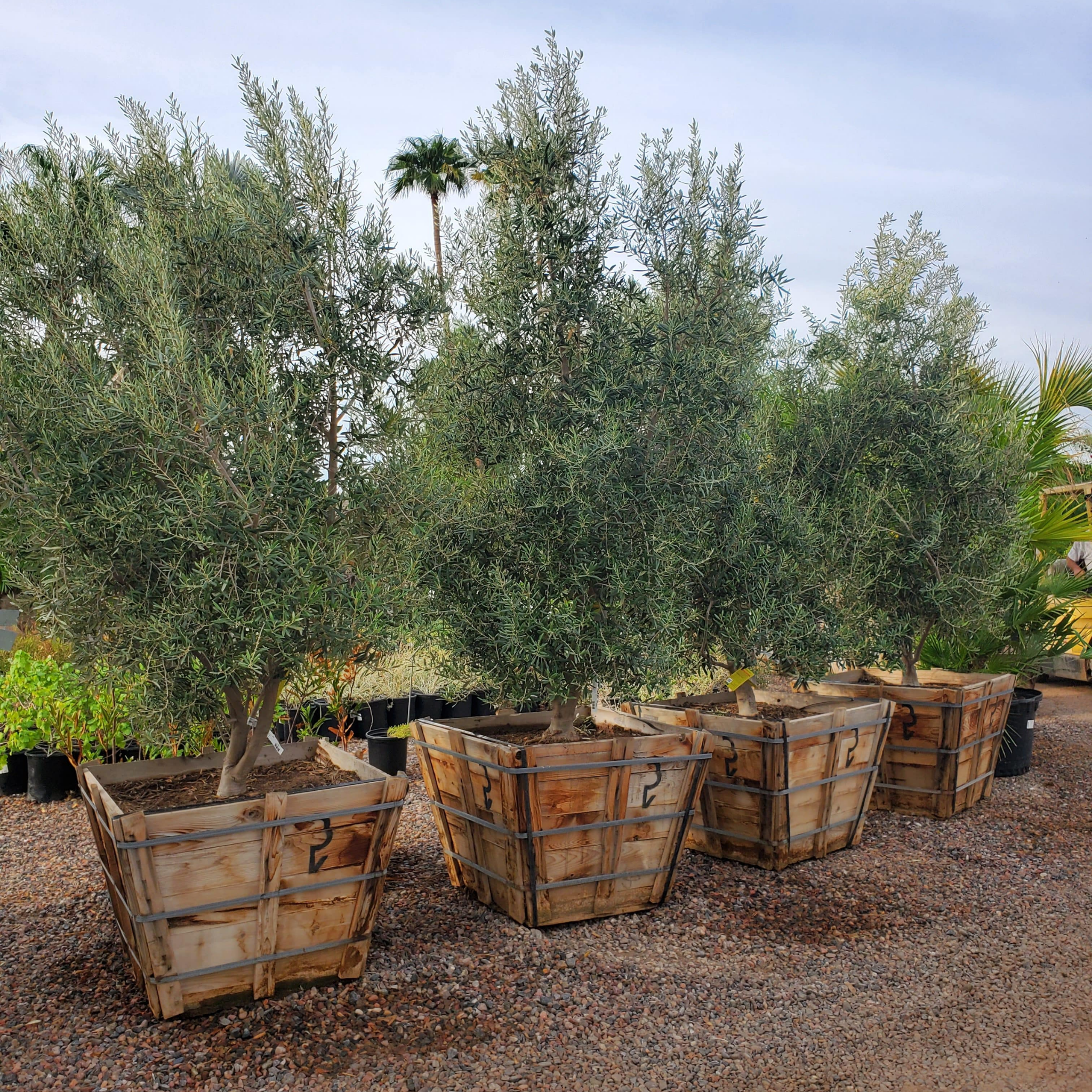 Swan Hill Olive Tree - Olea europaea Swan Hill (non-fruiting tree)