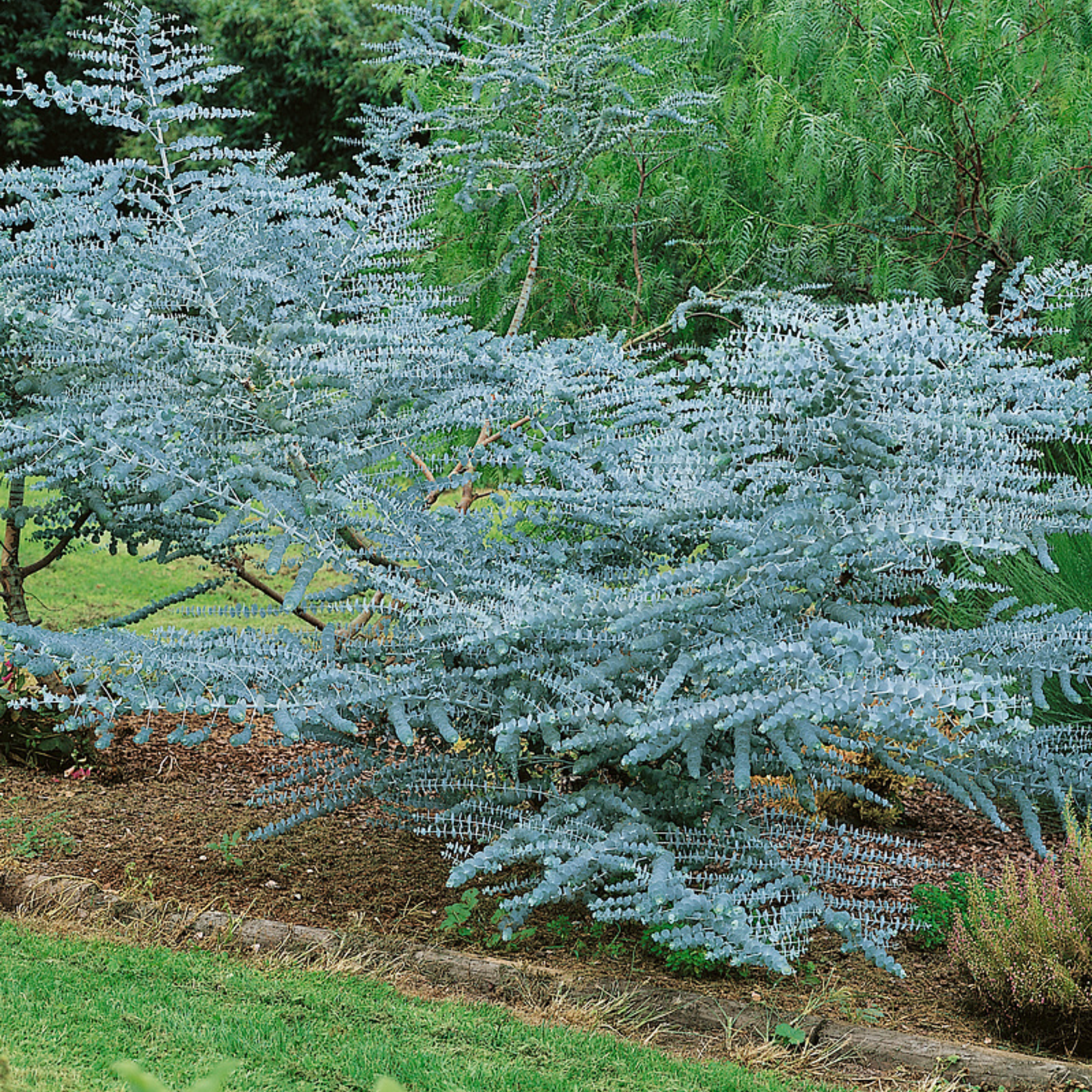 Eucalyptus Baby Blue - Eucalyptus pulverulenta 'Baby Blue'