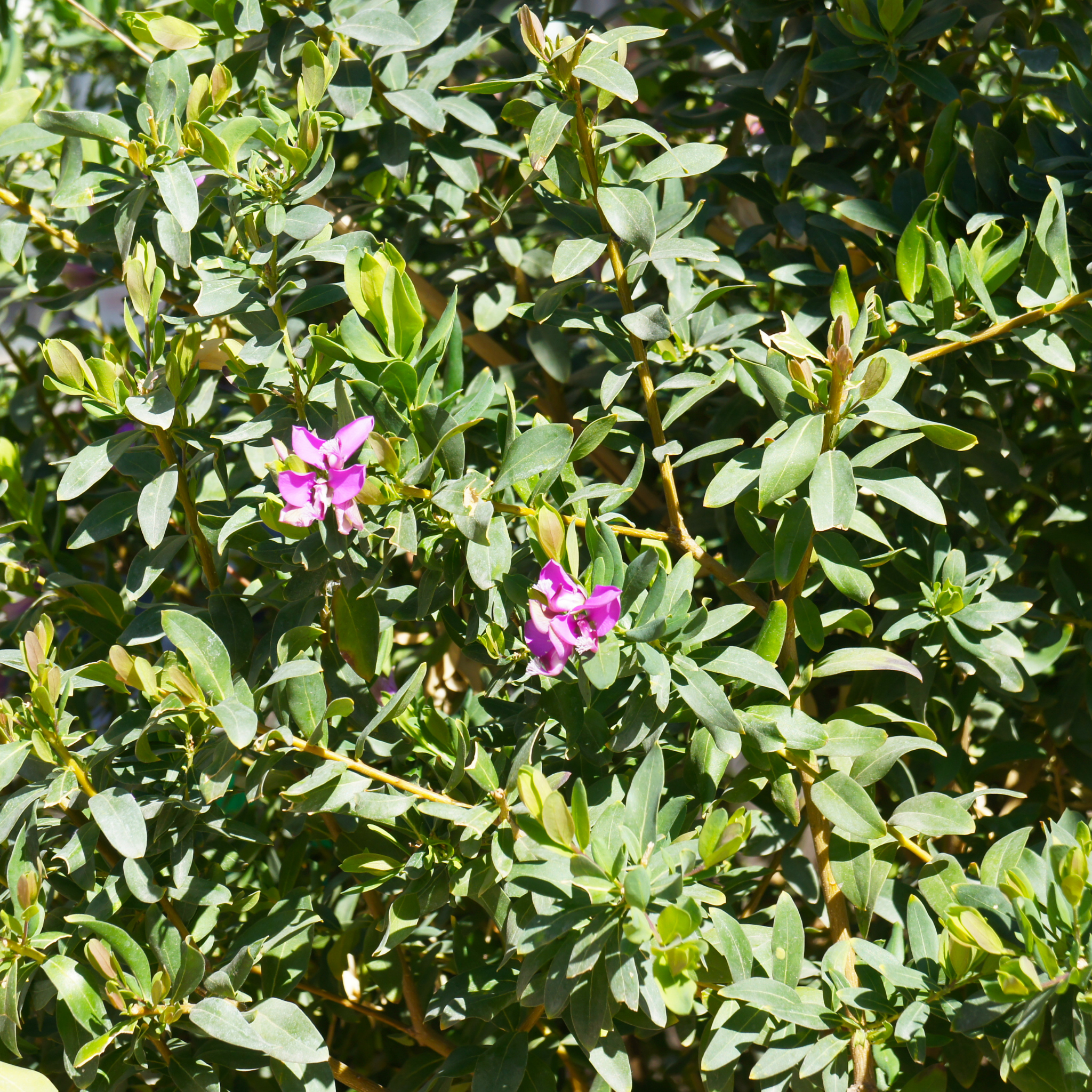 Sweet Pea Shrub - Polygala myrtiflora Grandiflora