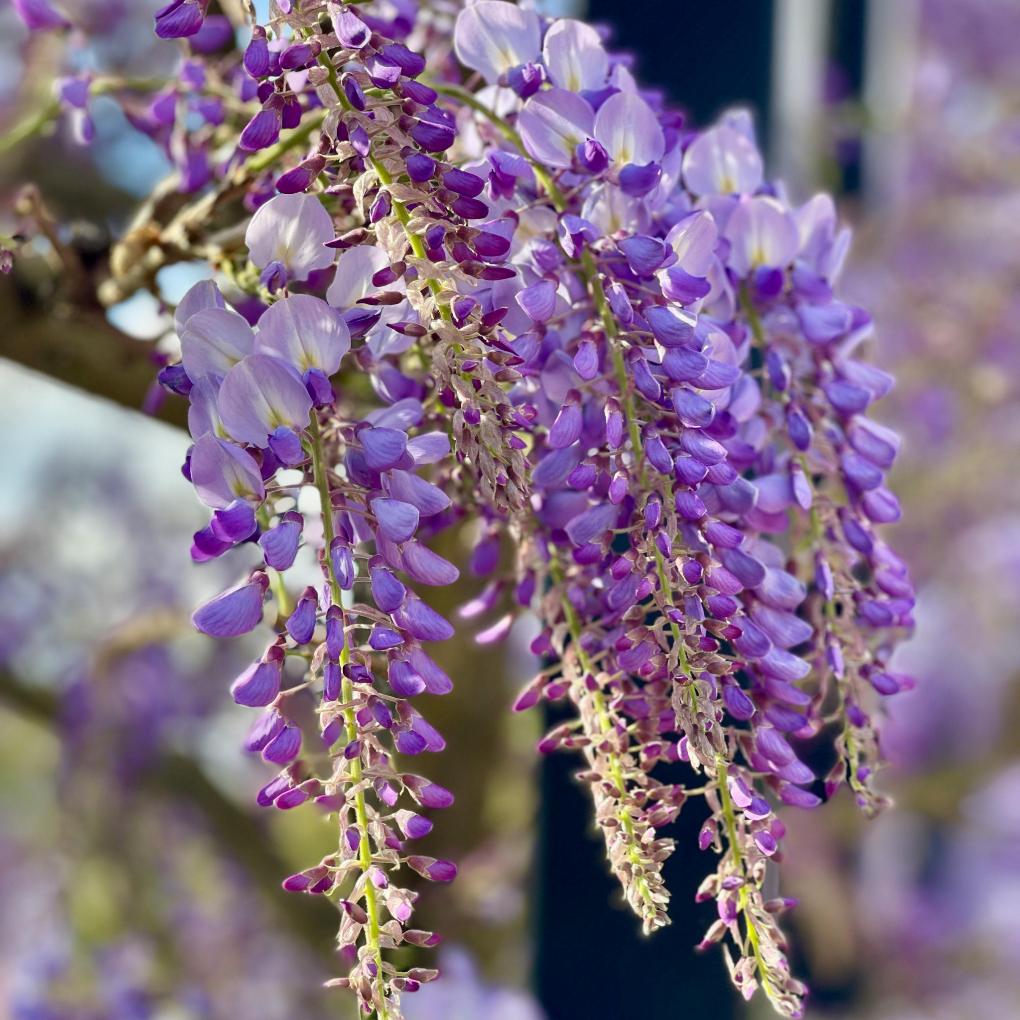 Japanese Wisteria - Wisteria floribunda