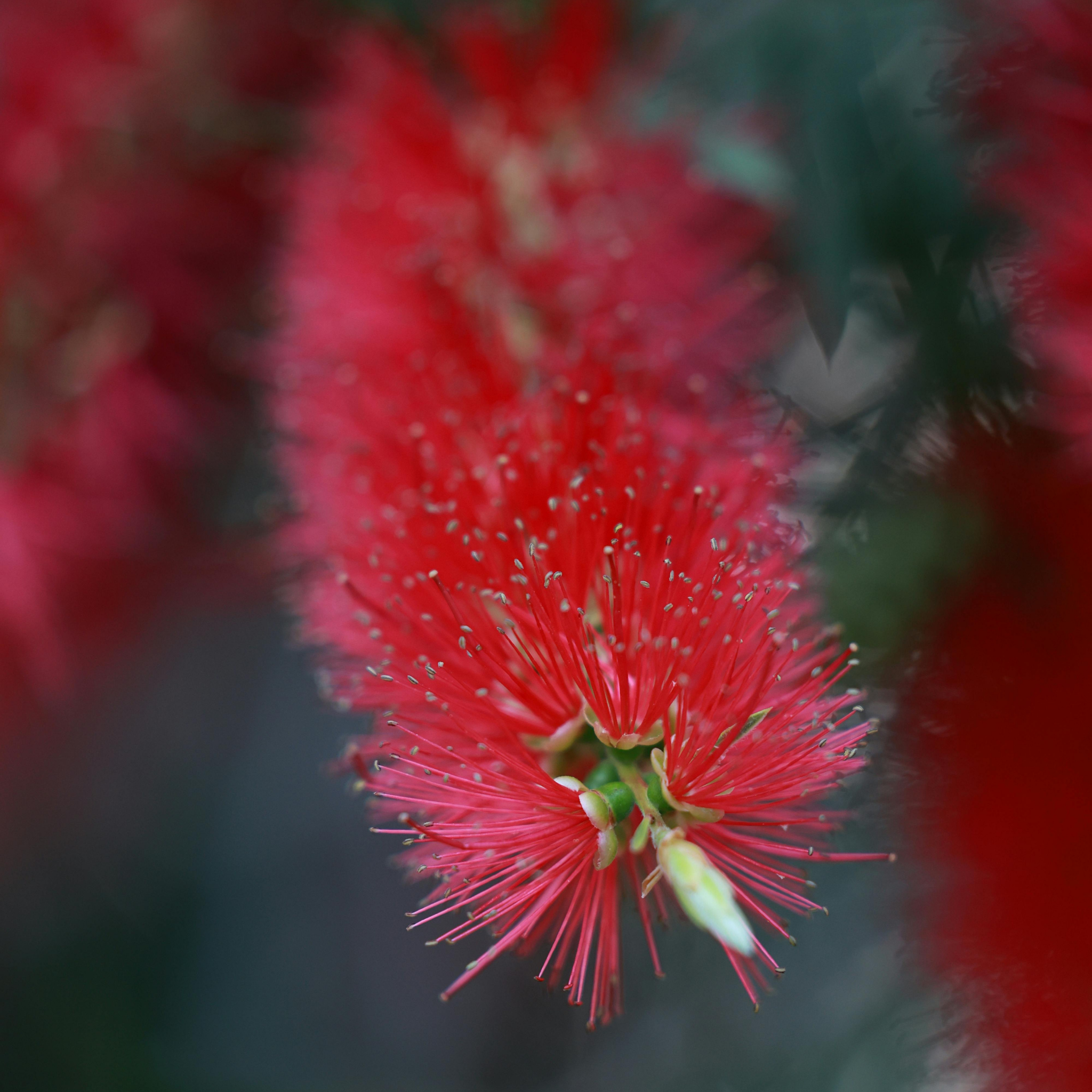 Close-up of a red flower with a blurred background
