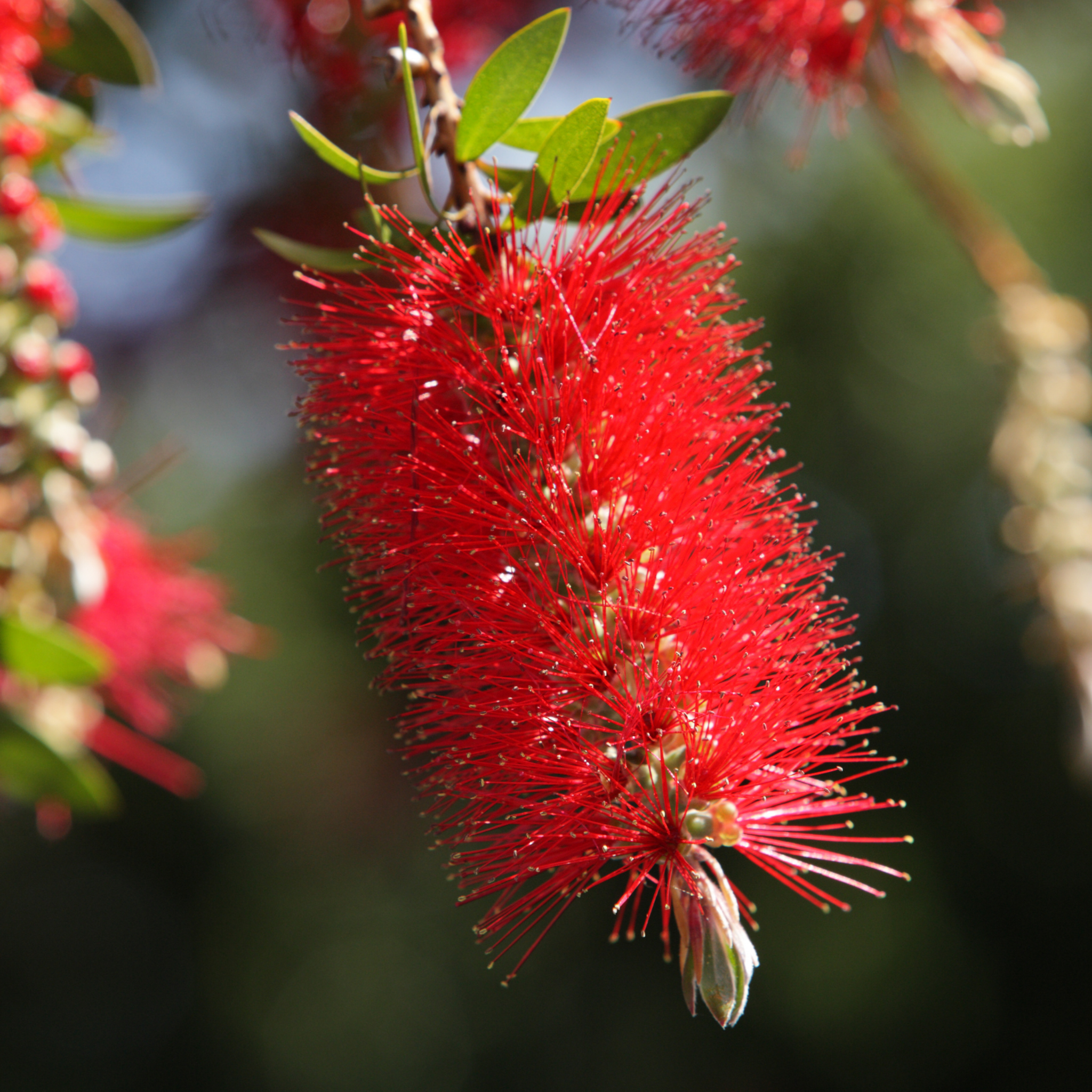 Weeping Bottlebrush - Callistemon viminalis 'Dawson River Weeper'
