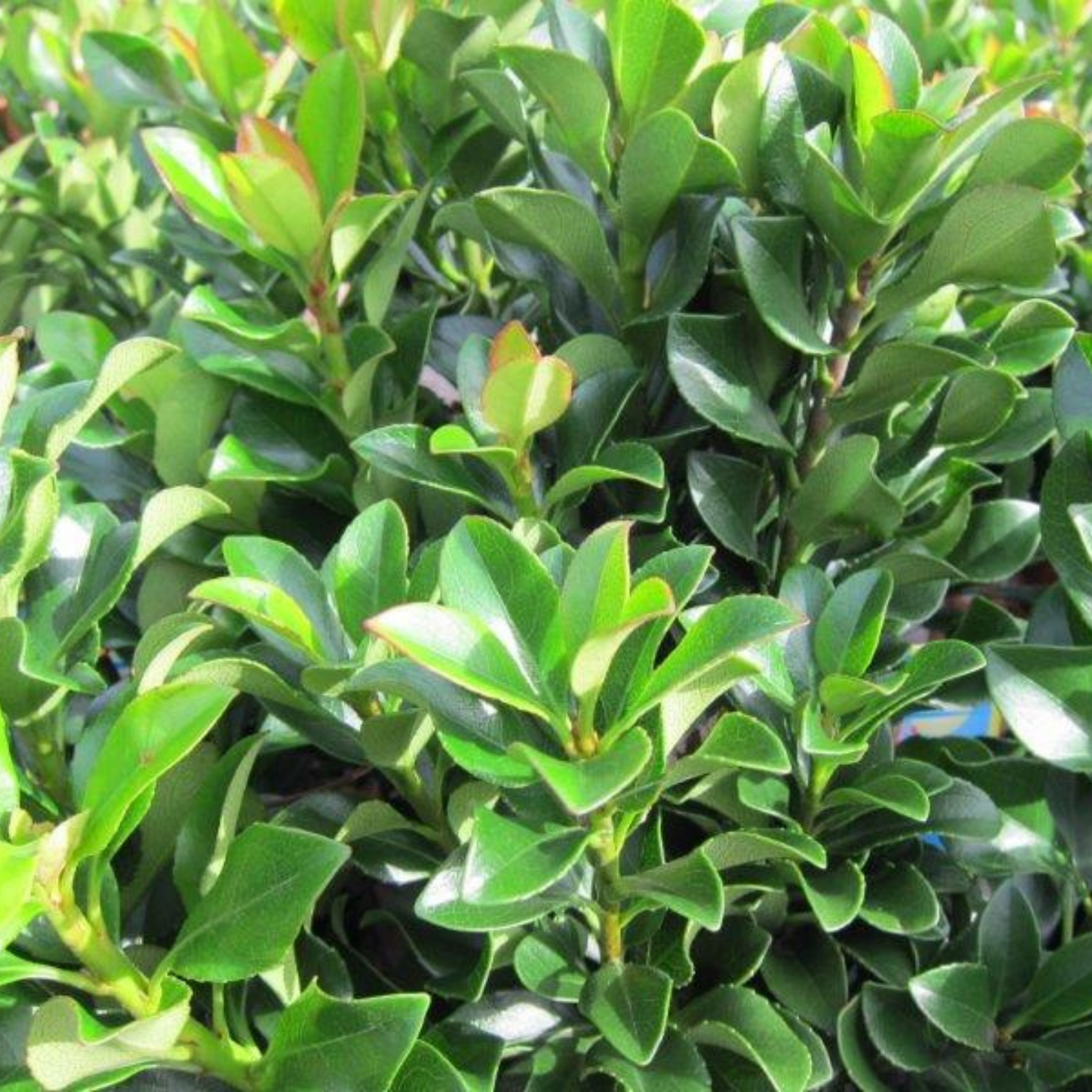 Indian hawthorn Snow Maiden - Rhaphiolepis indica Snow Maiden