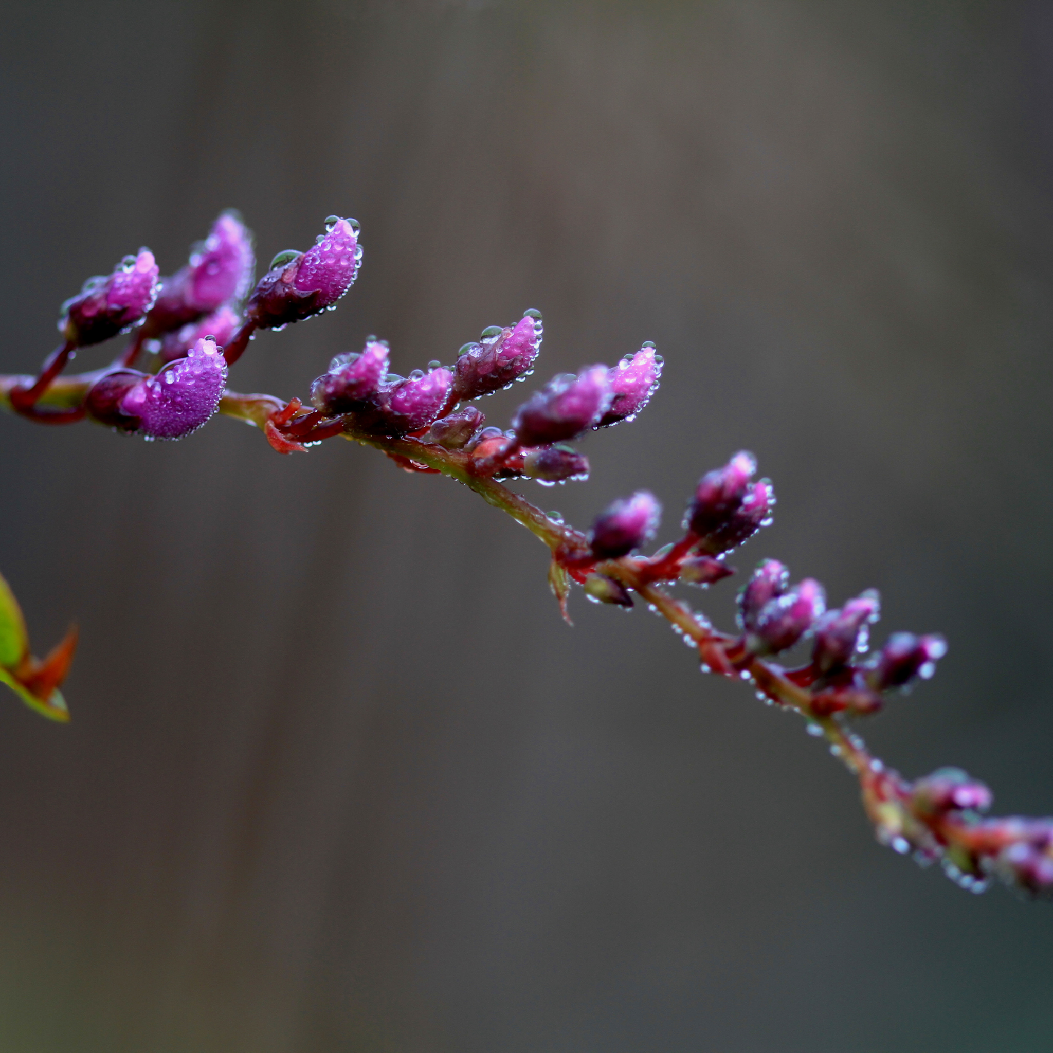 Hardenbergia violacea Happy Wanderer - Native Wisteria