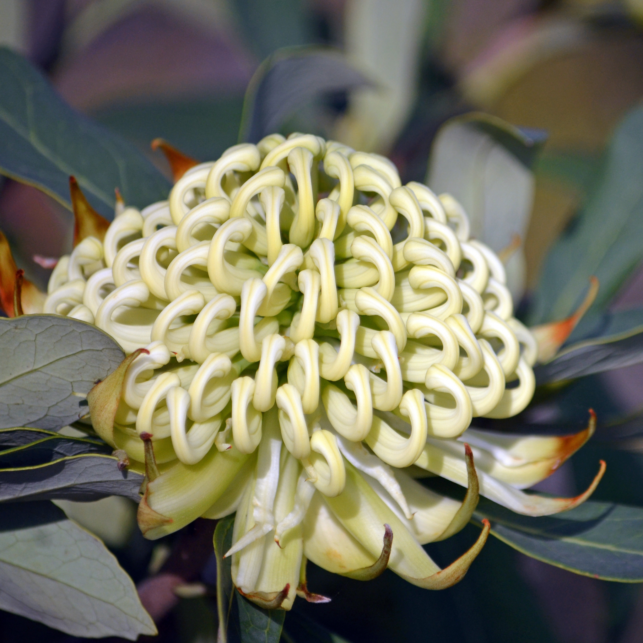 Waratah 'Shady Lady White' - Telopea speciosissima oreades Shady Lady White