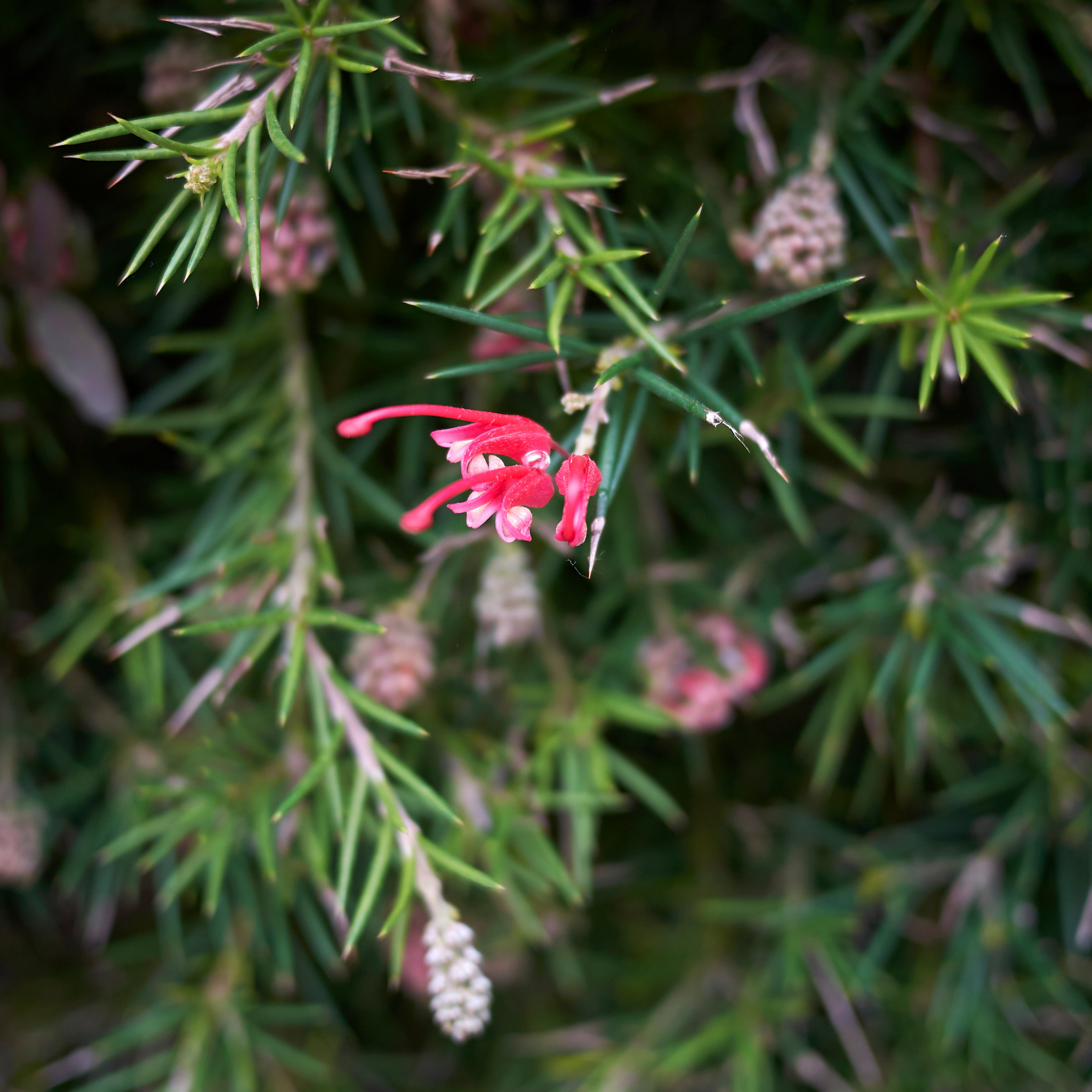 Rosemary Grevillea - Grevillea rosmarinifolia