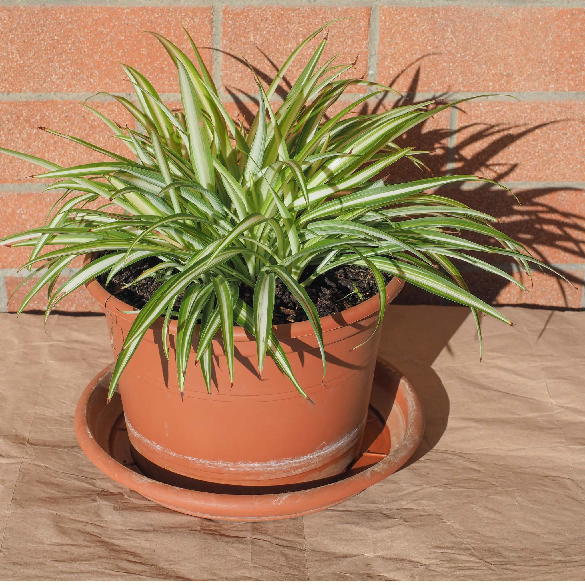 Potted plant on a wooden surface with a brick wall background