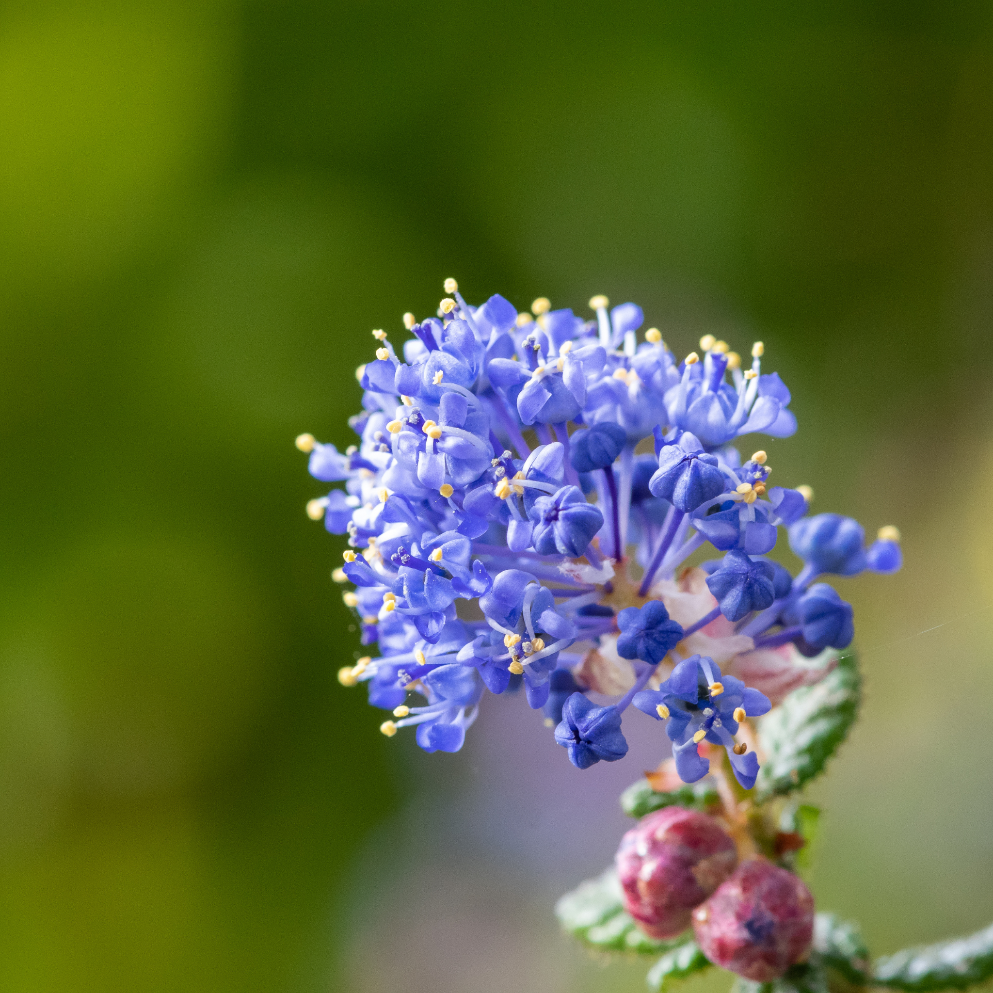 California Lilac - Ceanothus griseus horizontalis Yankee Point
