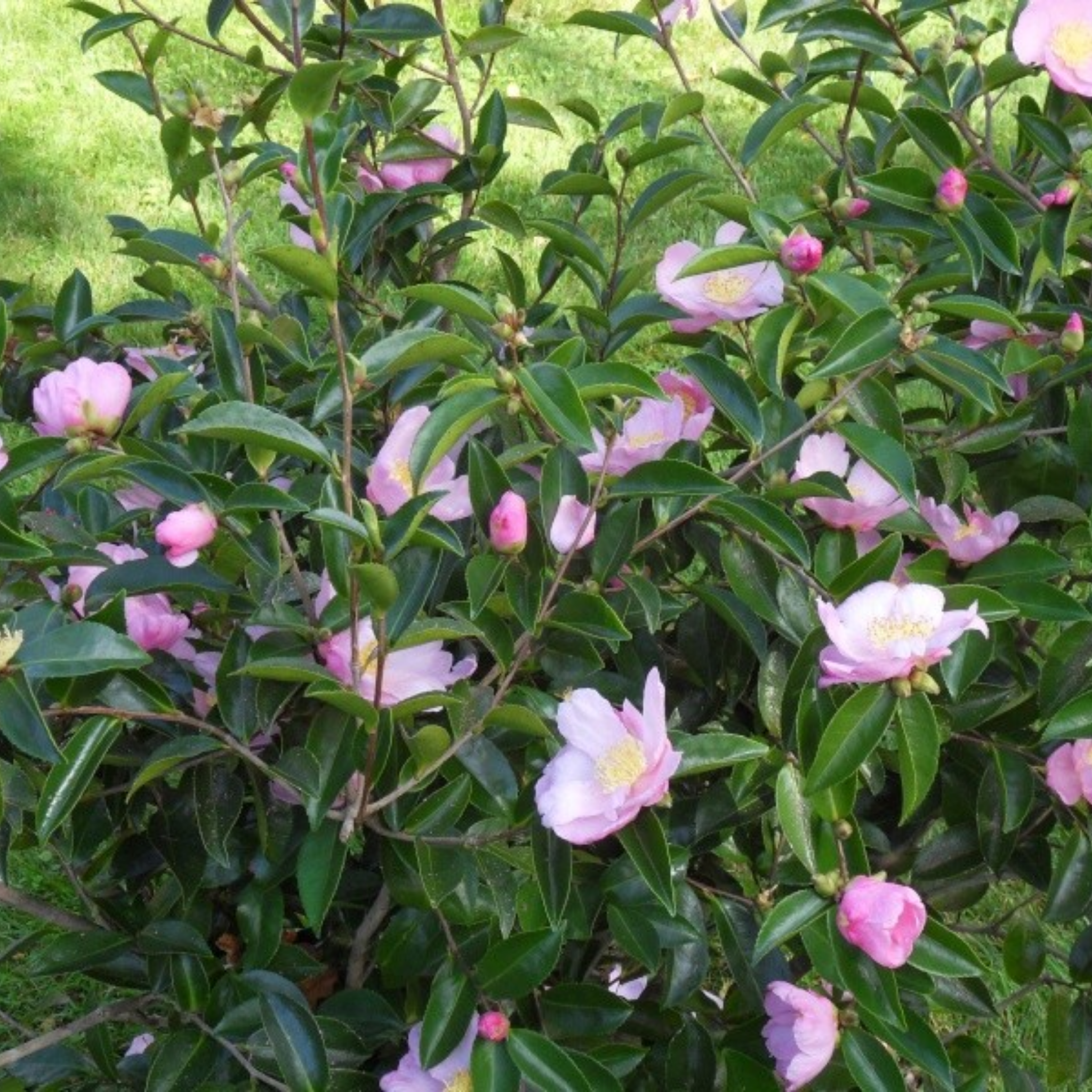 Camellia Plantation Pink - Camellia sasanqua 'Plantation Pink'
