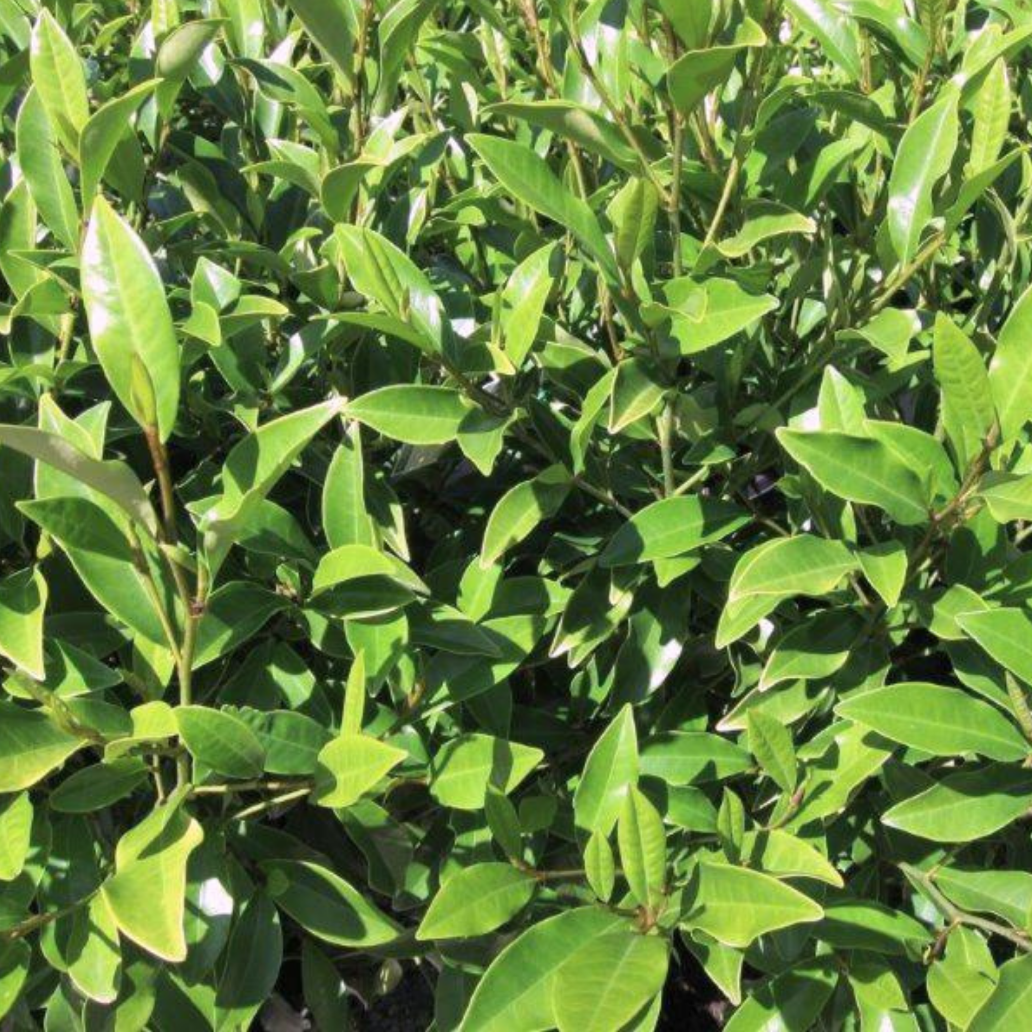 Port Wine Magnolia - Magnolia Michelia figo