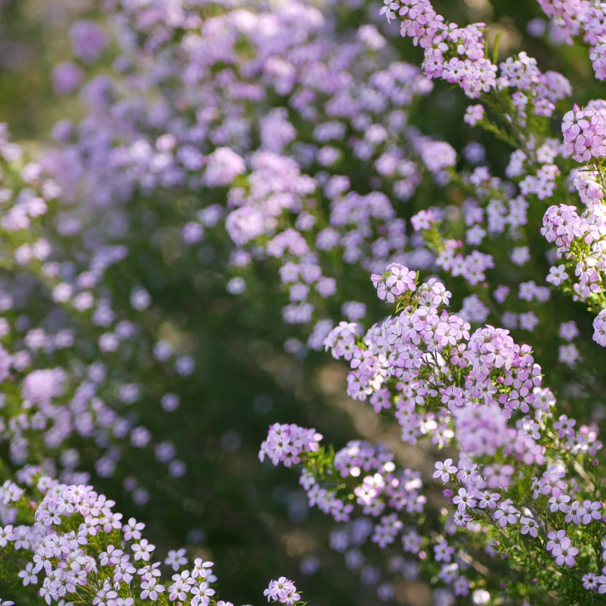 Dwarf Diosma - Coleonema pulchellum Compacta