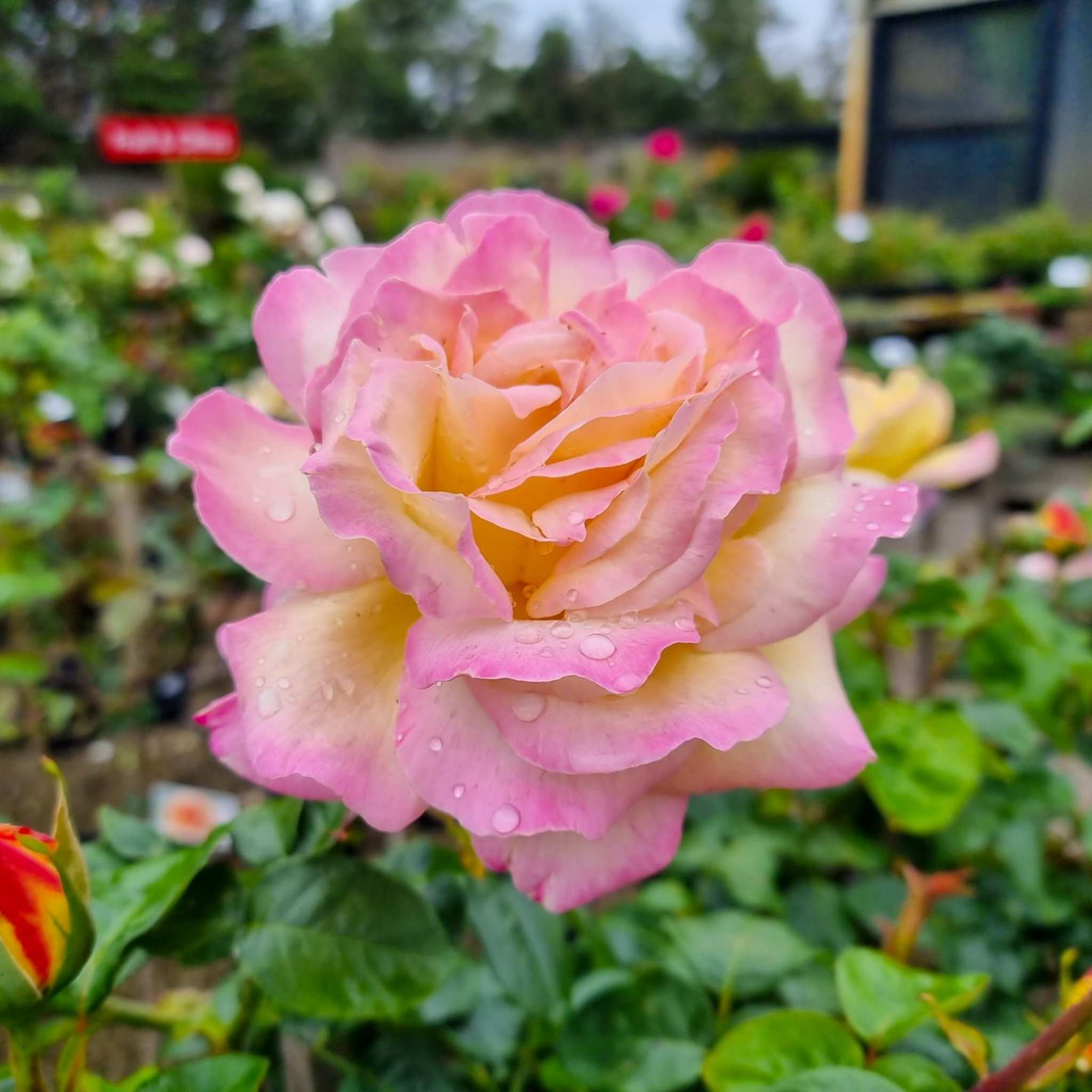 Peace Hybrid Tea Rose - Rosa Peace