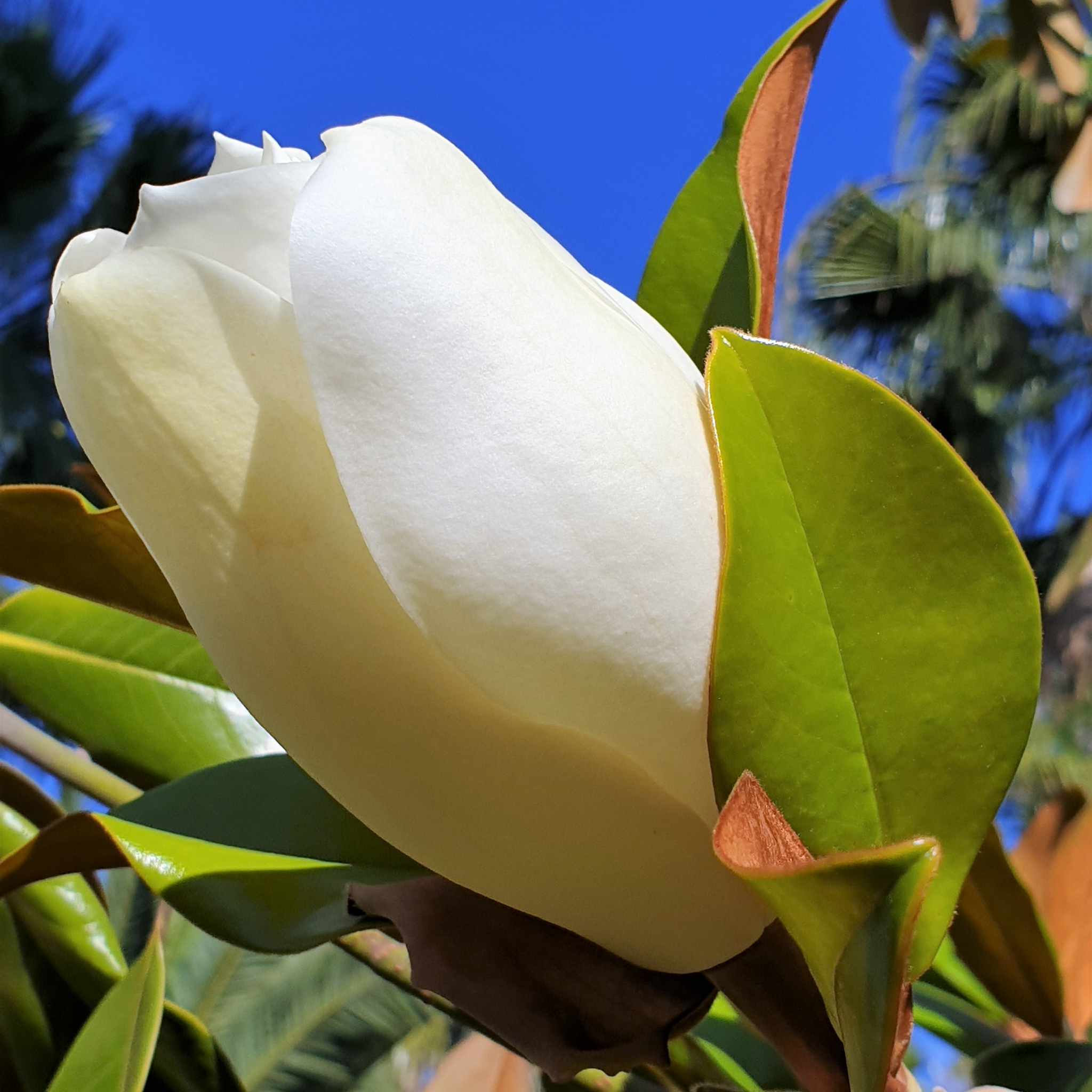 Fairy White Magnolia - Magnolia hybrida Fairy White