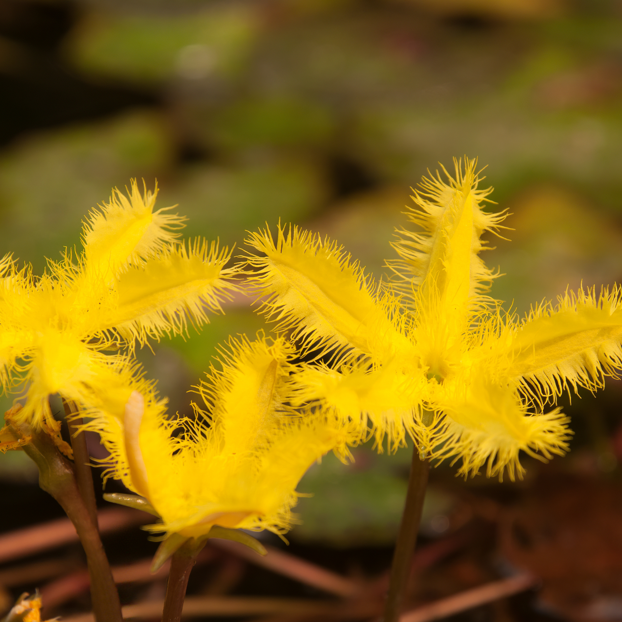 Marshwort yellow - Nymphoides geminata