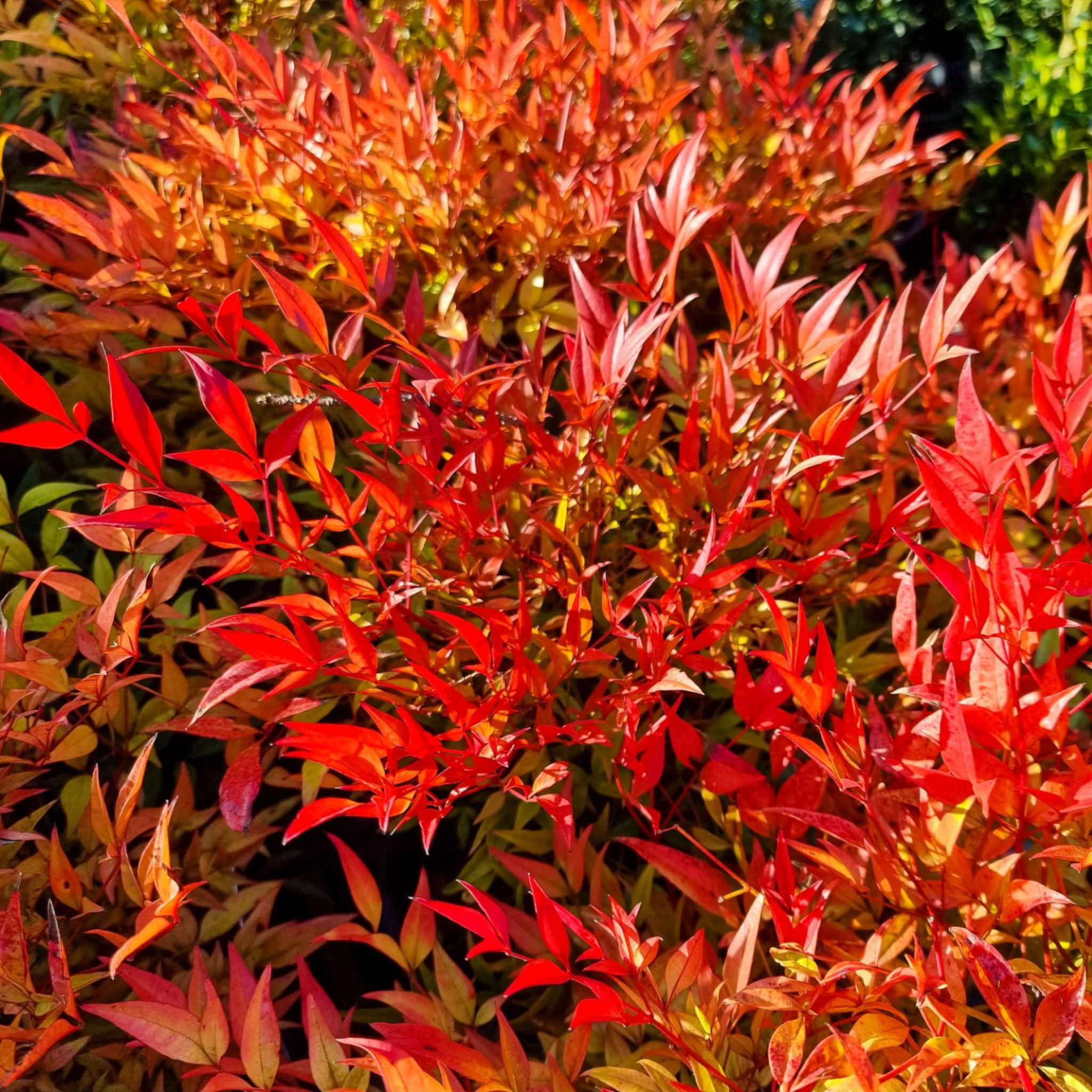 Moon Bay Heavenly Bamboo - Nandina domestica Moon Bay