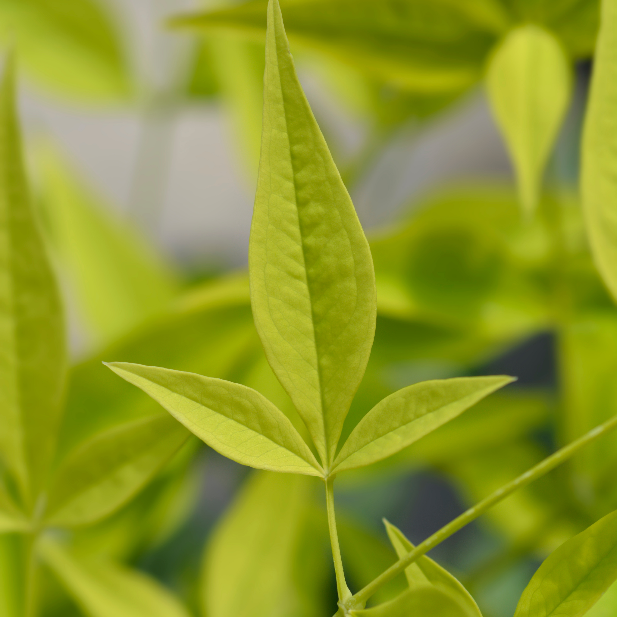 Close-up of green leaves with a blurred background