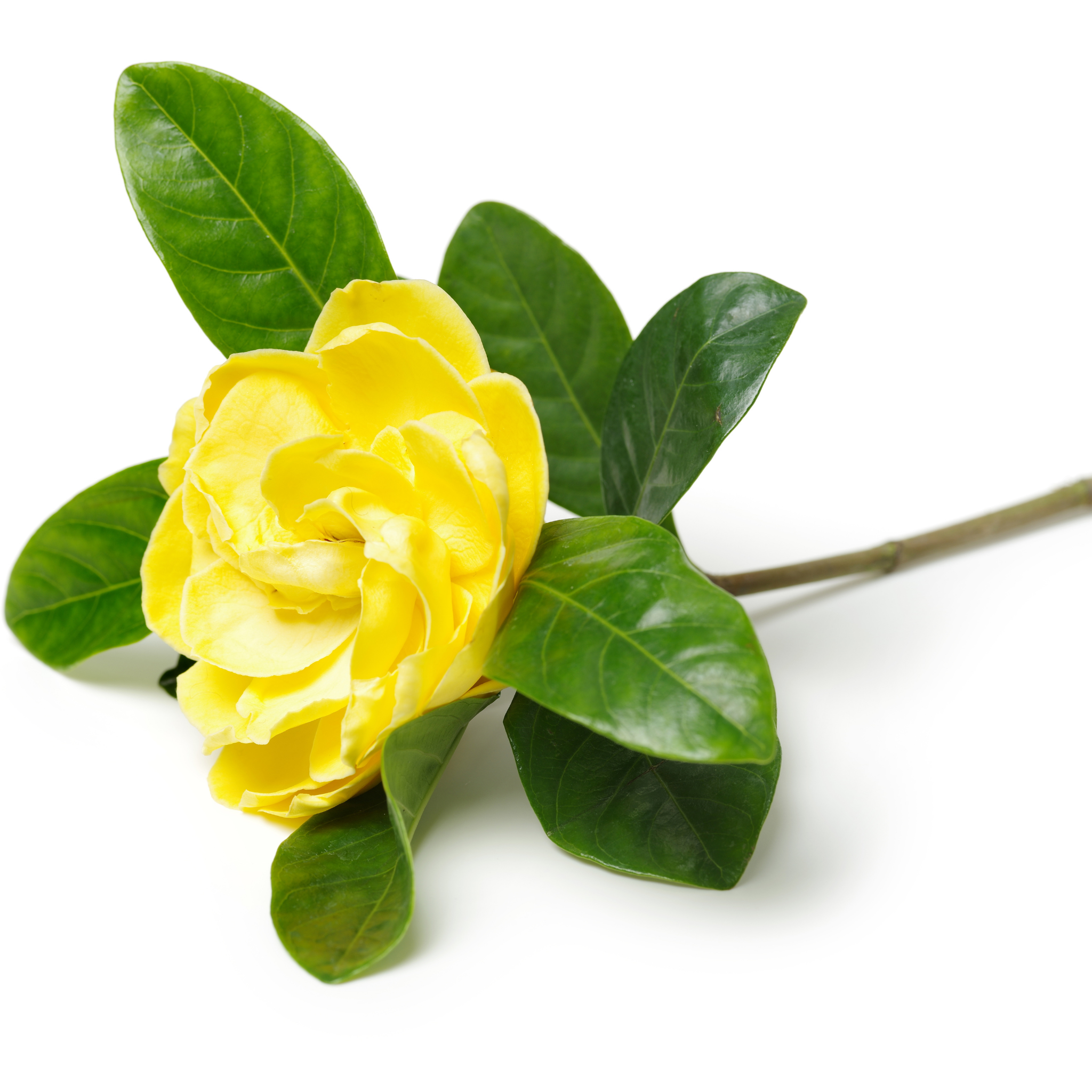 Gardenia augusta Golden Magic