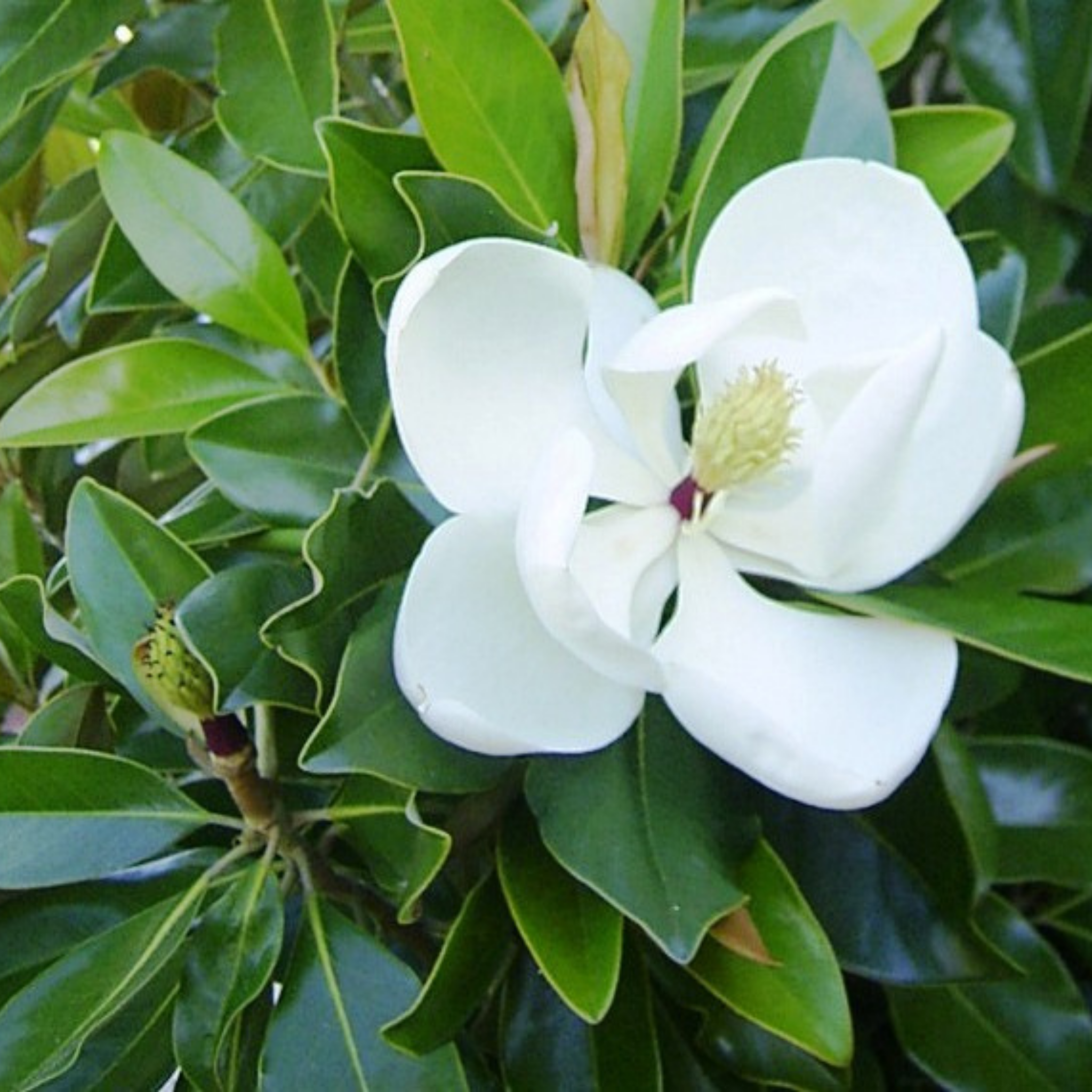 Magnolia Kay Paris - Magnolia grandiflora Kay Parris