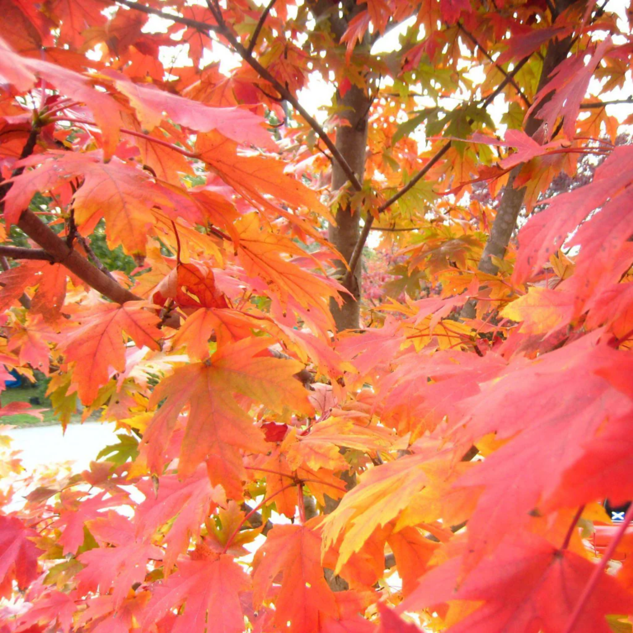 Close-up of vibrant red and orange autumn leaves on a tree