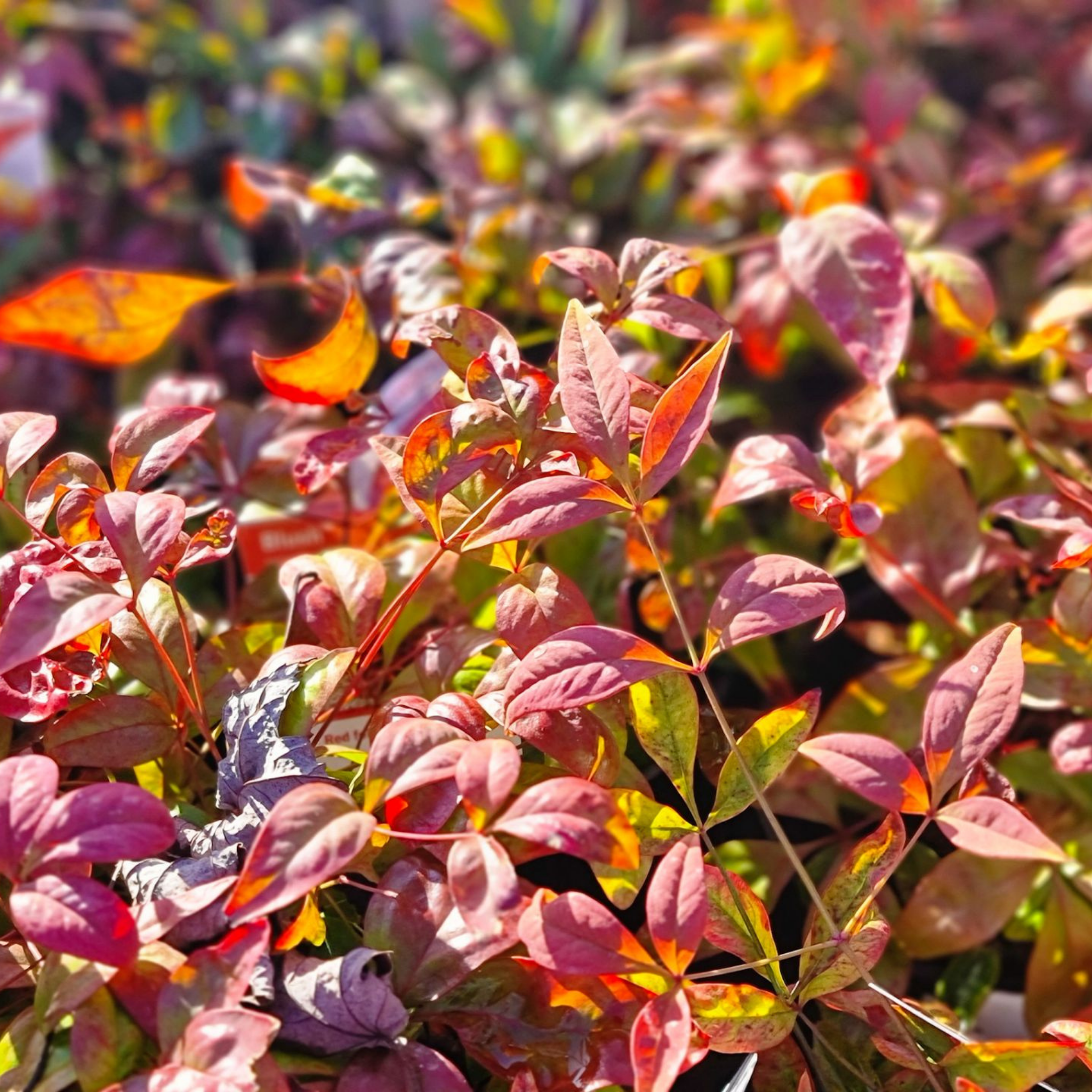 Nandina Blush - Nandina domestica Blush PBR
