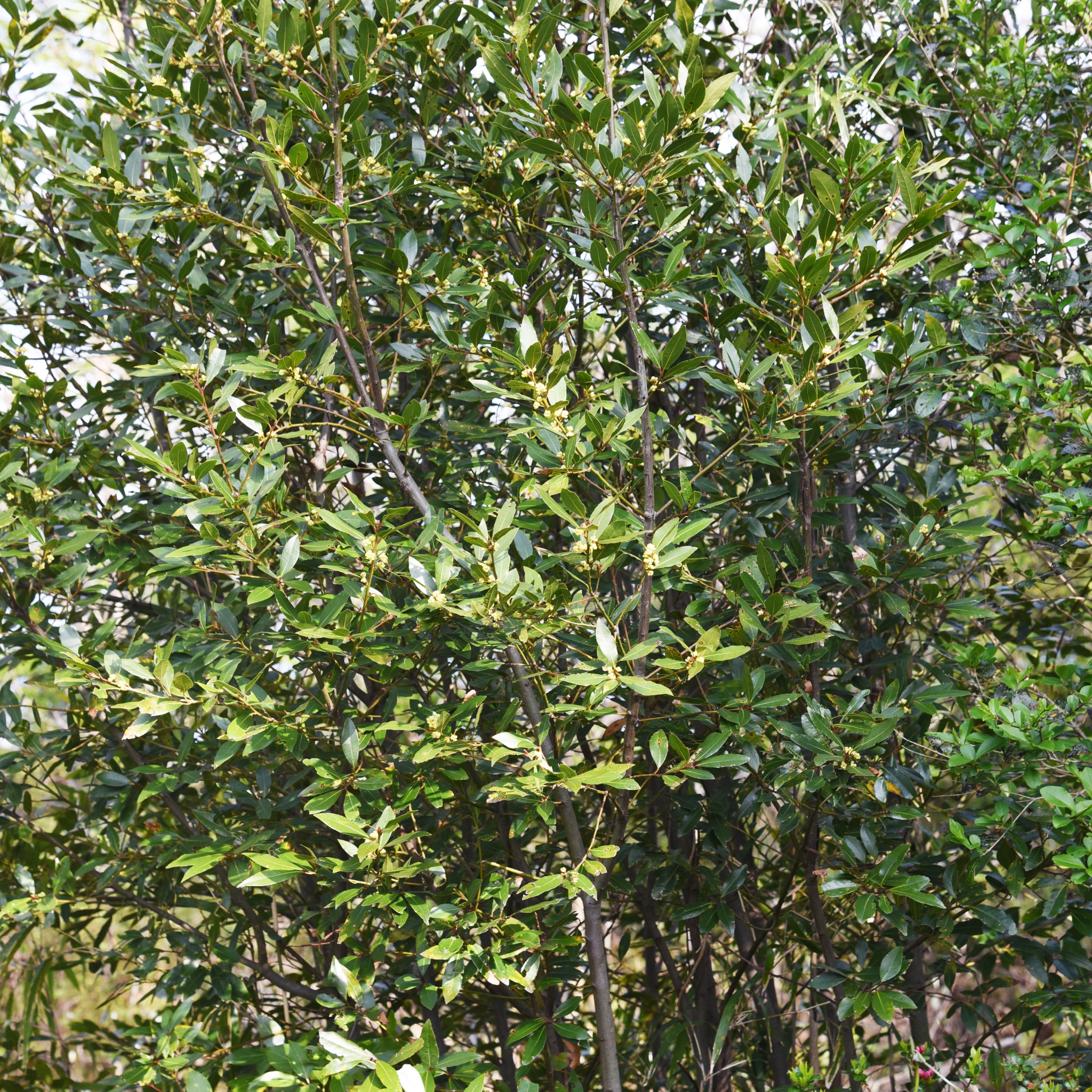 Bay Laurel Tree - Laurus nobilis