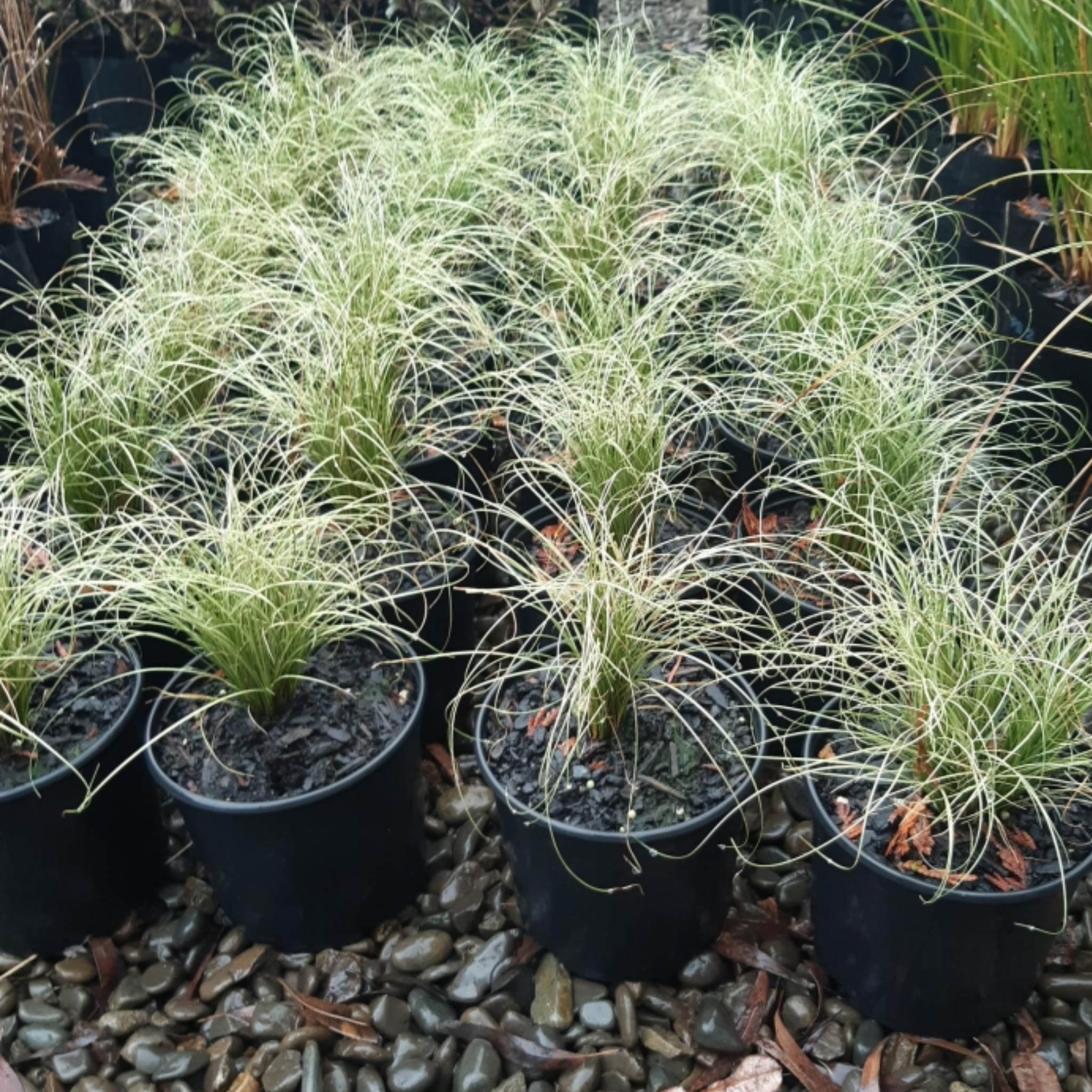 Potted grass plants on a pebble-covered ground