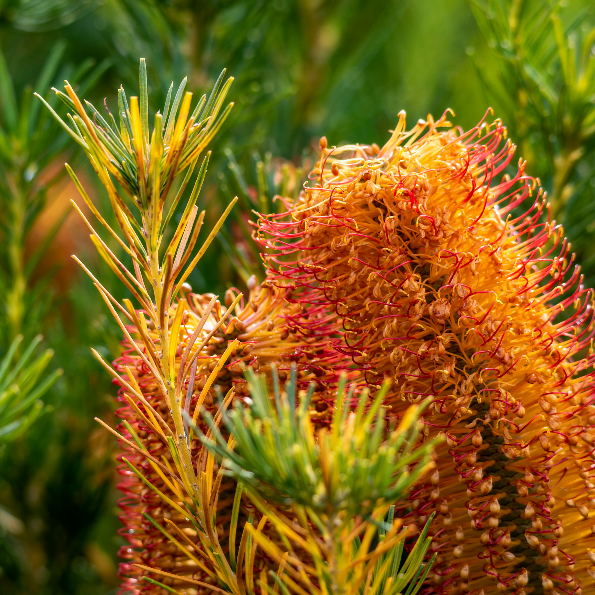 Close-up of a Banksia flower with green leaves in the background