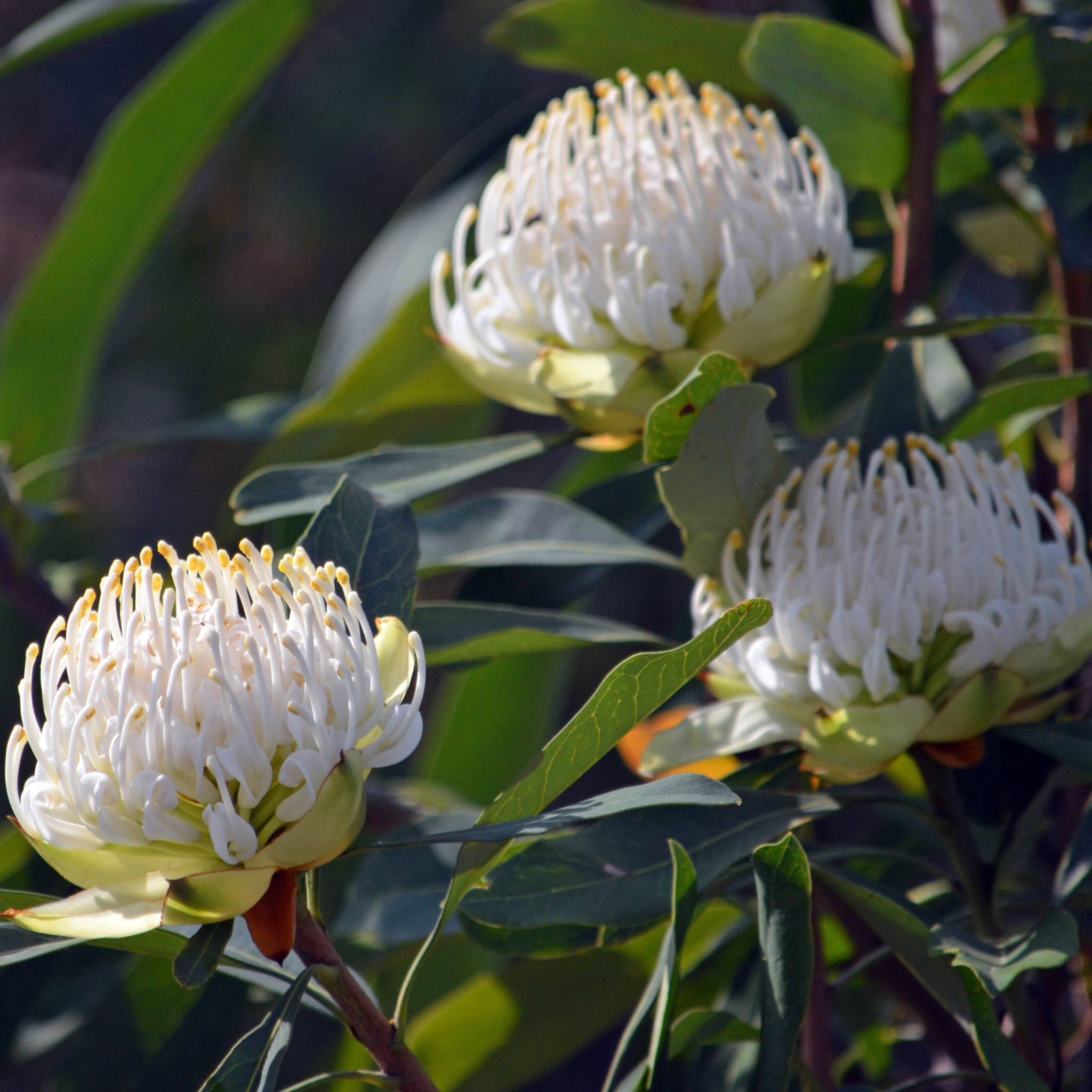 Waratah 'Shady Lady White' - Telopea speciosissima oreades Shady Lady White