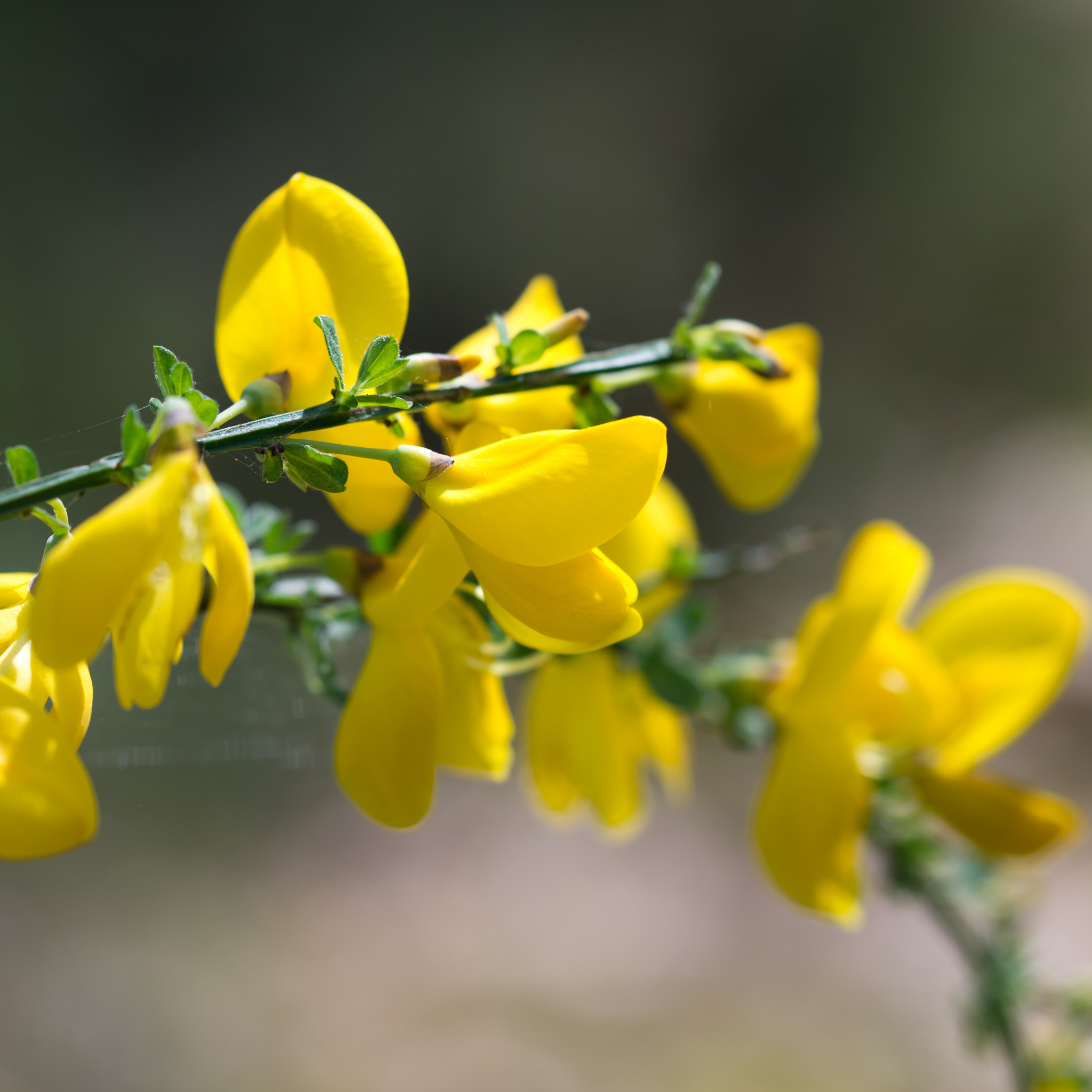 Dwarf Yellow Broom - Cytisus racemosus Nana