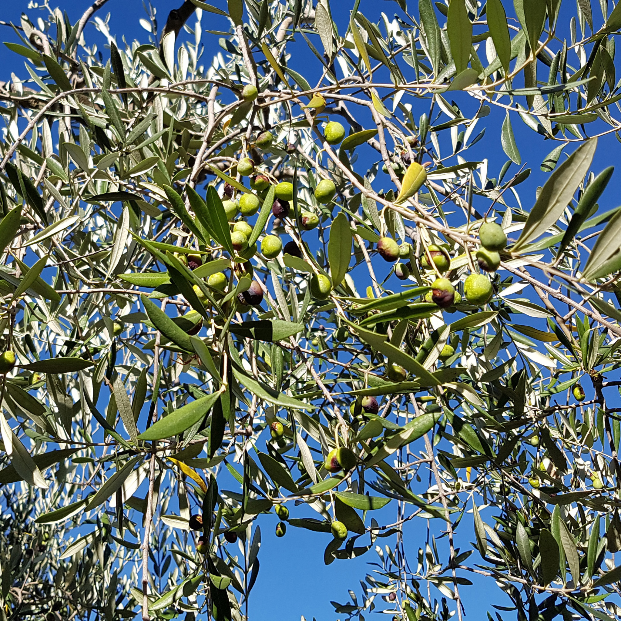 Common Olive Tree - Olea europaea