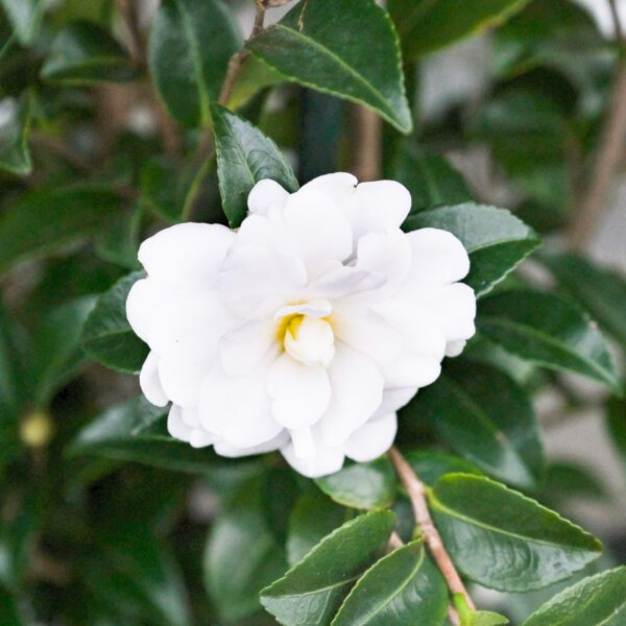 Camellia Avalanche - Camellia sasanqua Avalanche