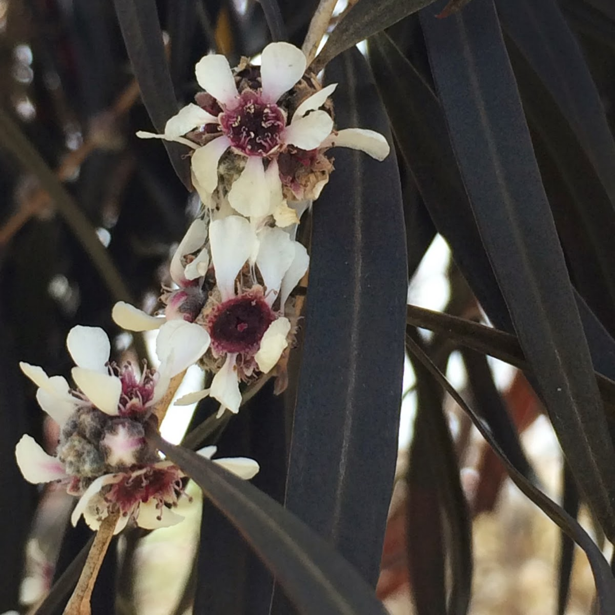 Black Willow Myrtle 'After Dark' - Agonis flexuosa After Dark