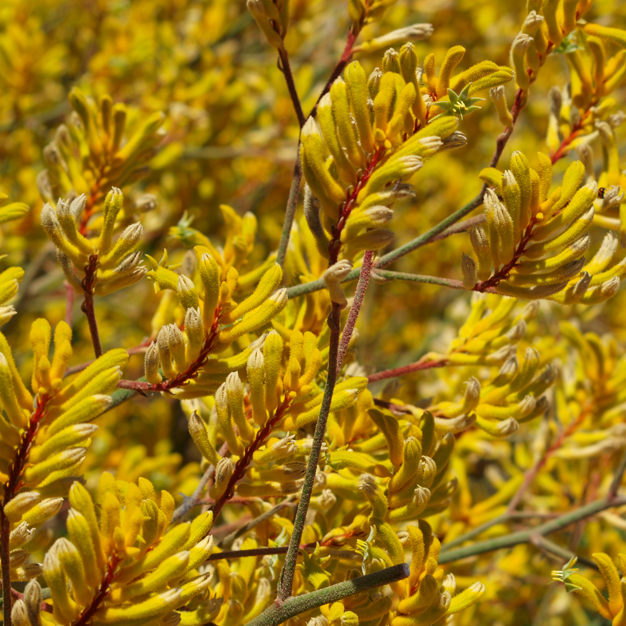 Golden Yellow Kangaroo Paw - Anigozanthos hybrida ‘Landscape Gold’