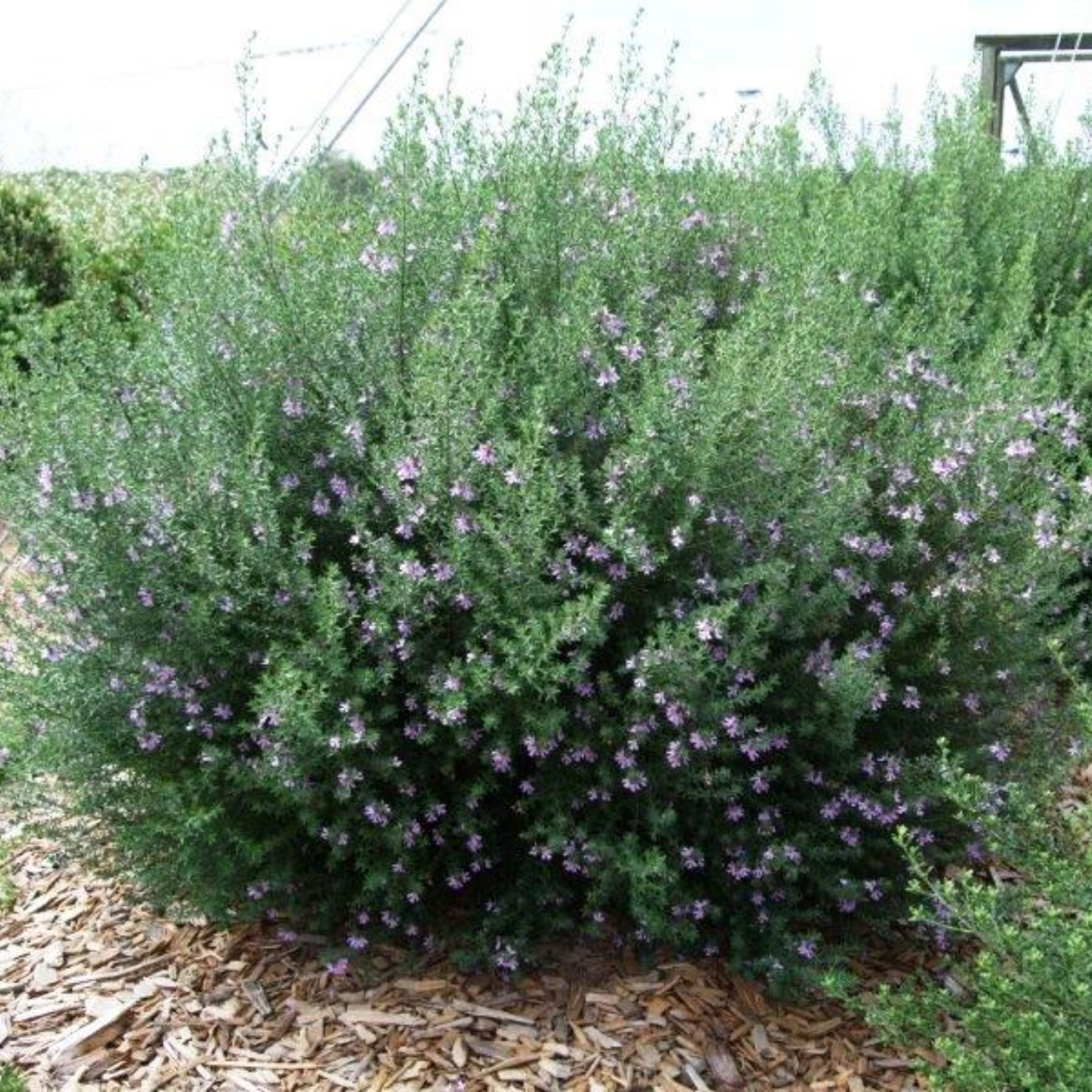 Blue Gem Native Rosemary - Westringia hybrida Blue Gem