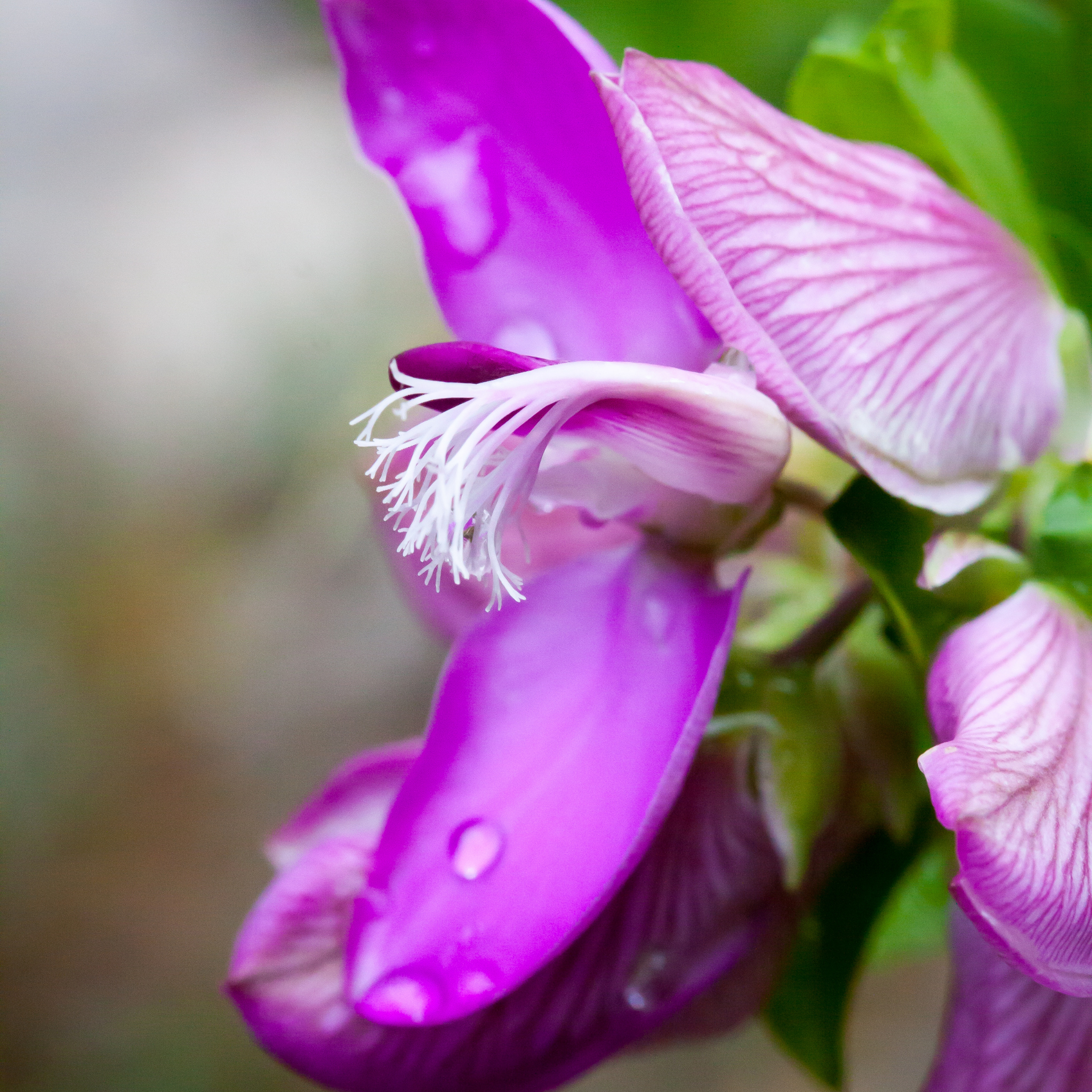 Little Polly Dwarf Sweet Pea Shrub - Polygala oppositifolia Little Polly