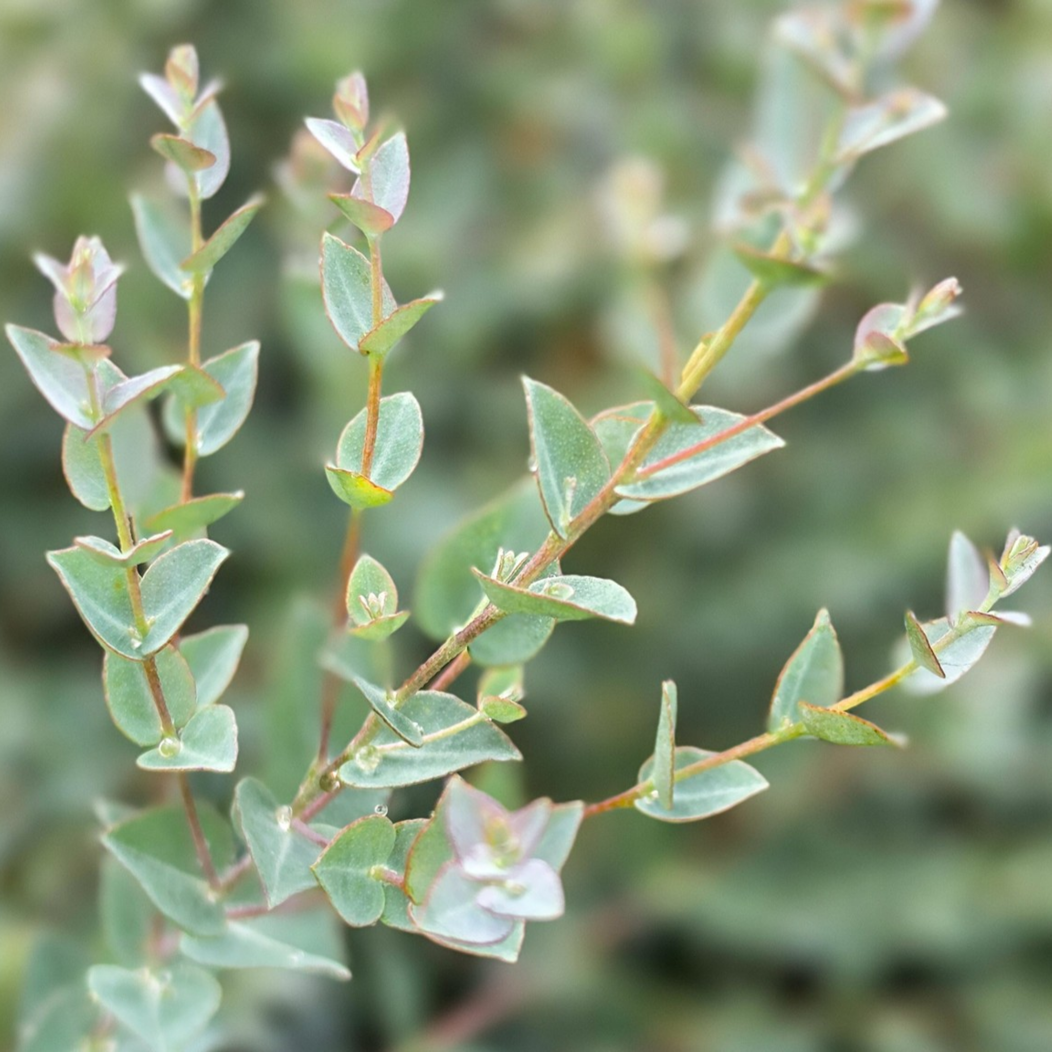 Narrow Leaved Red Mallee - Eucalyptus latens Moon Lagoon