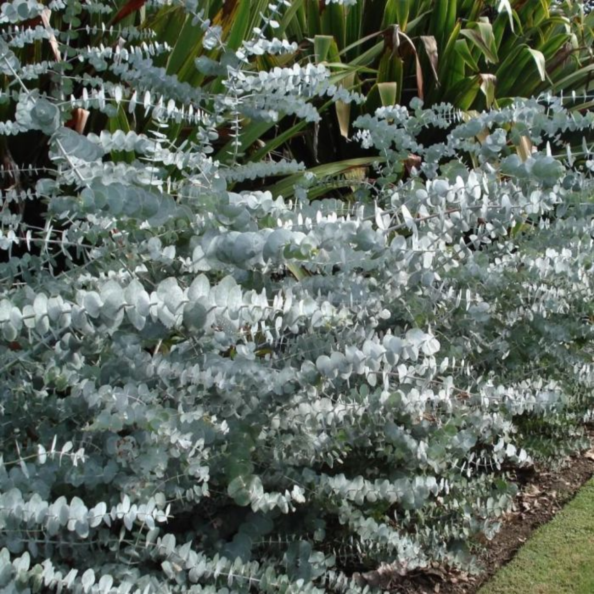 Eucalyptus Baby Blue - Eucalyptus pulverulenta 'Baby Blue'