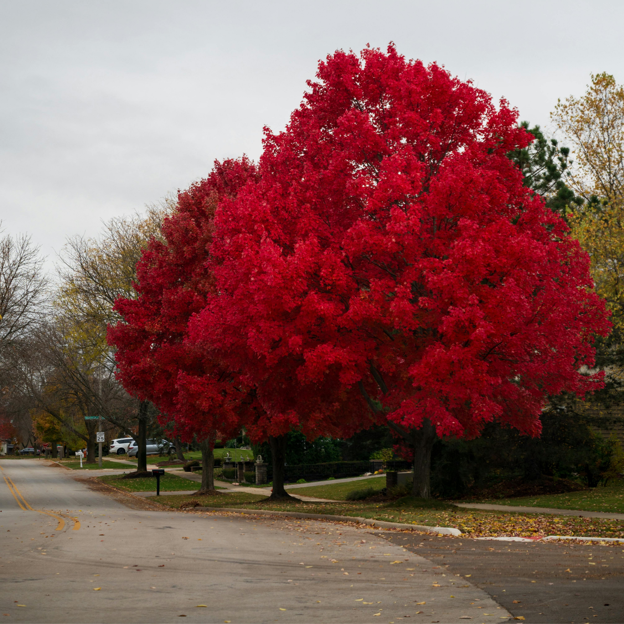 Large tree with vibrant red leaves on a street corner