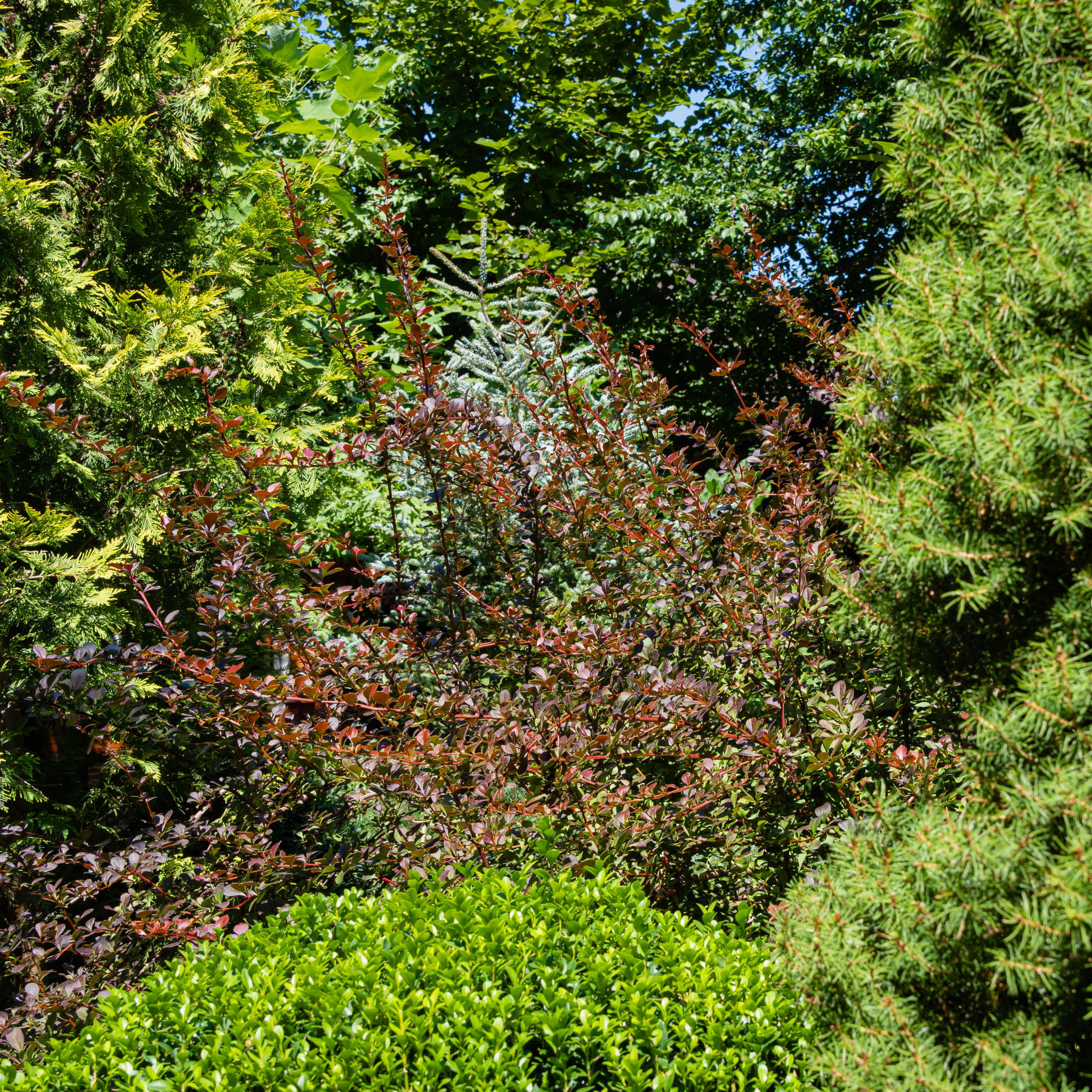 Purple Japanese Barberry Rose Glow - Berberis thunbergii atropurpurea 'Rose Glow'