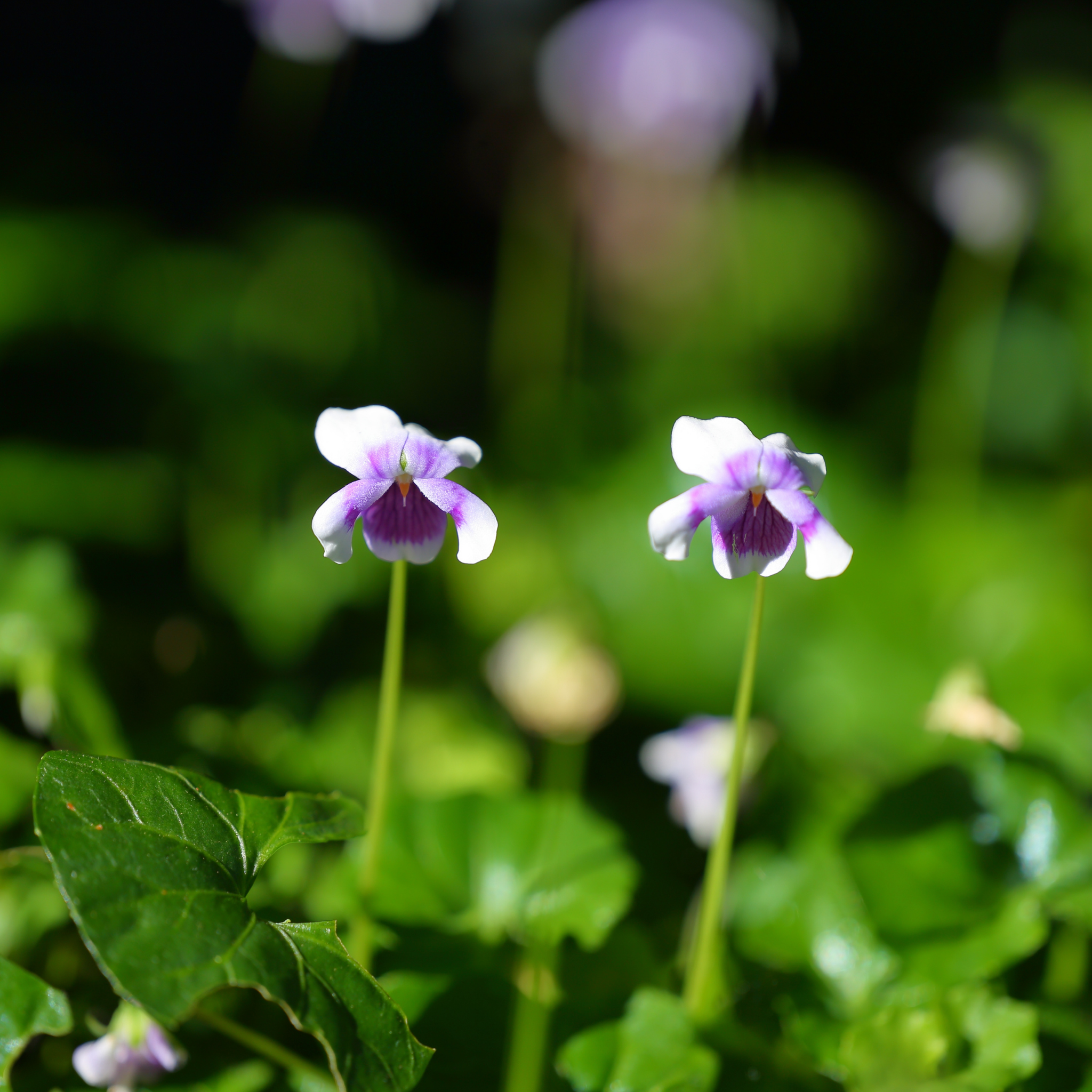 Native Australian Violet / Ivy Leaf Violet - Viola hederacea