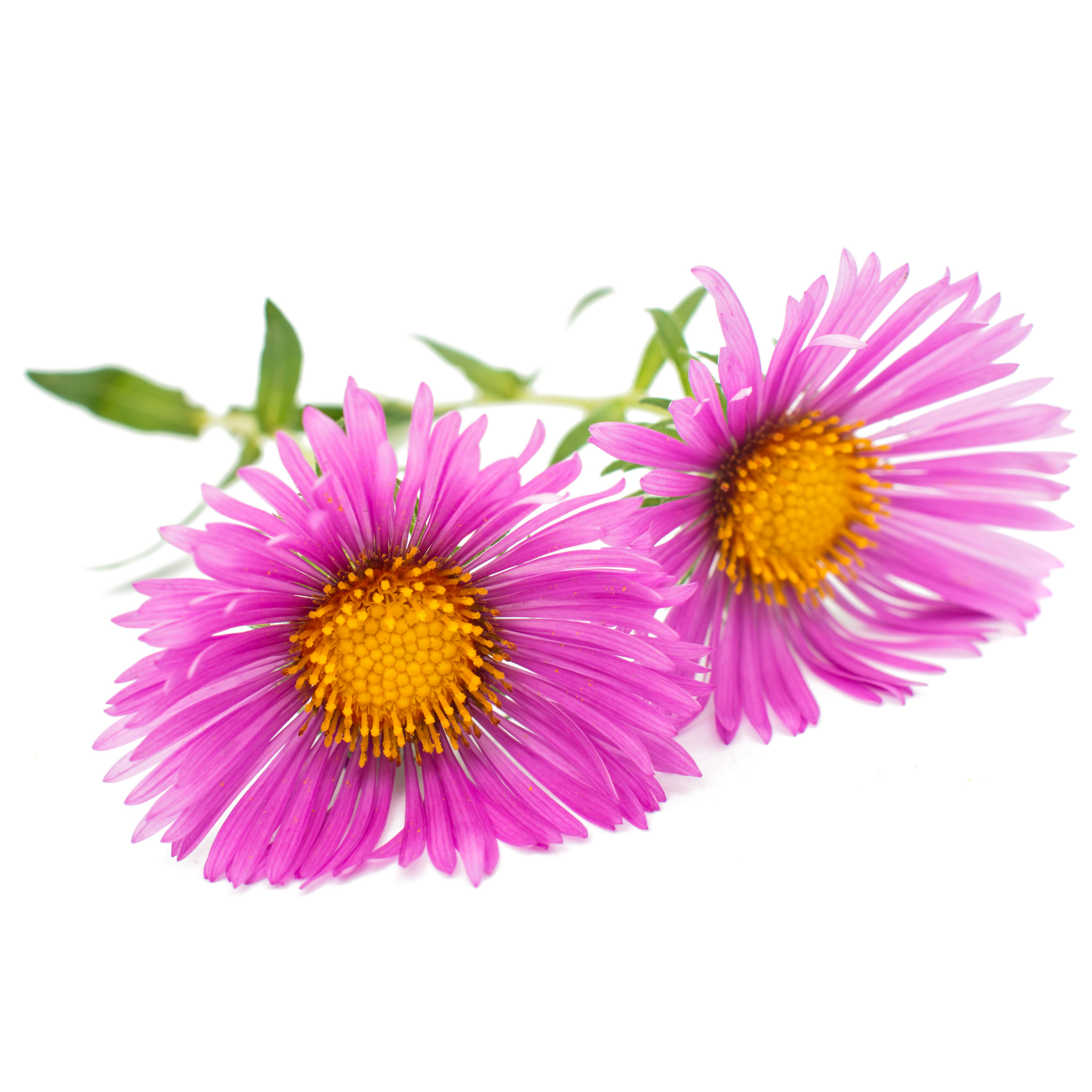 Cut Leaf Daisy Radiant Magenta - Brachyscome hybrida Radiant Magenta