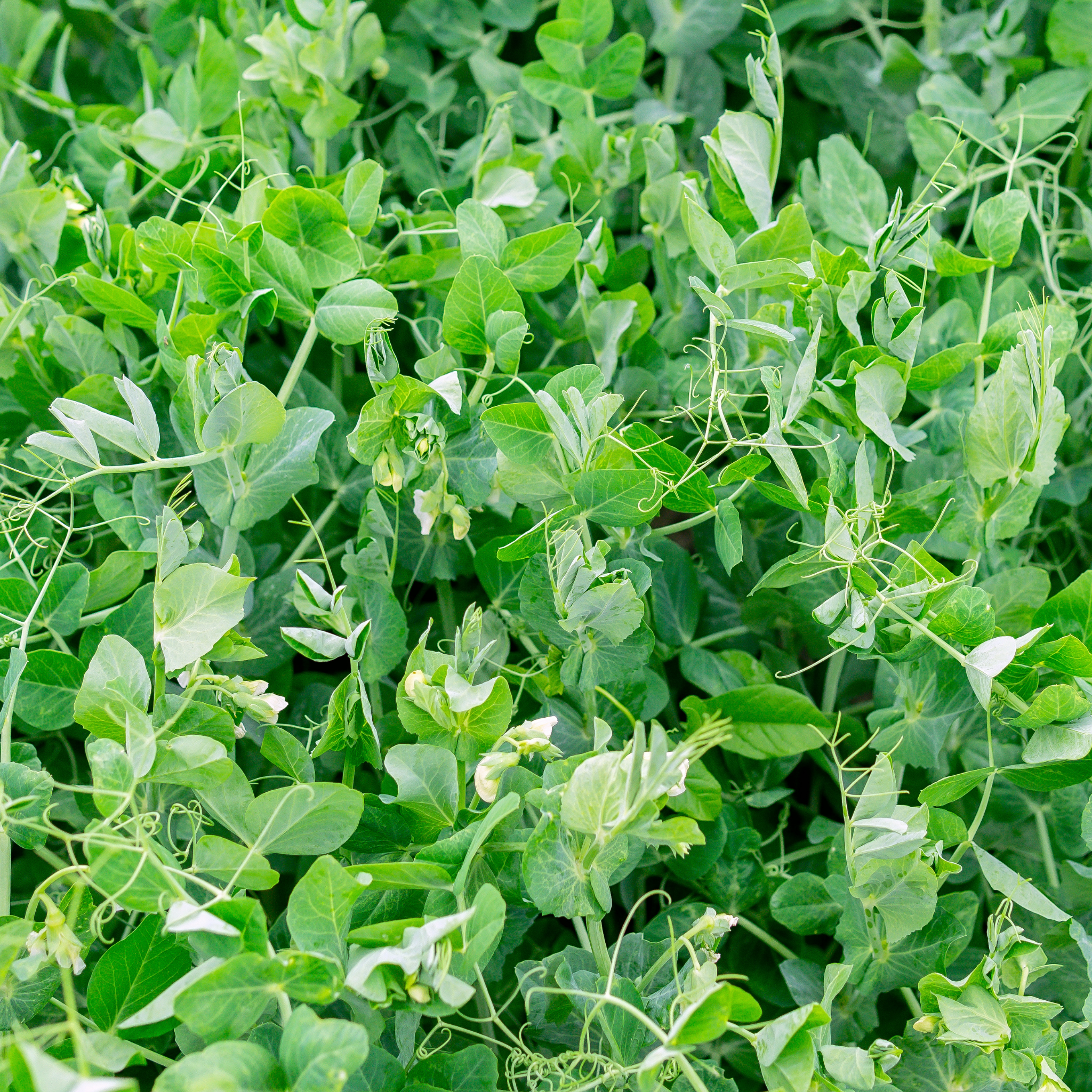 Garden Pea - Pisum sativum Common Green Pea