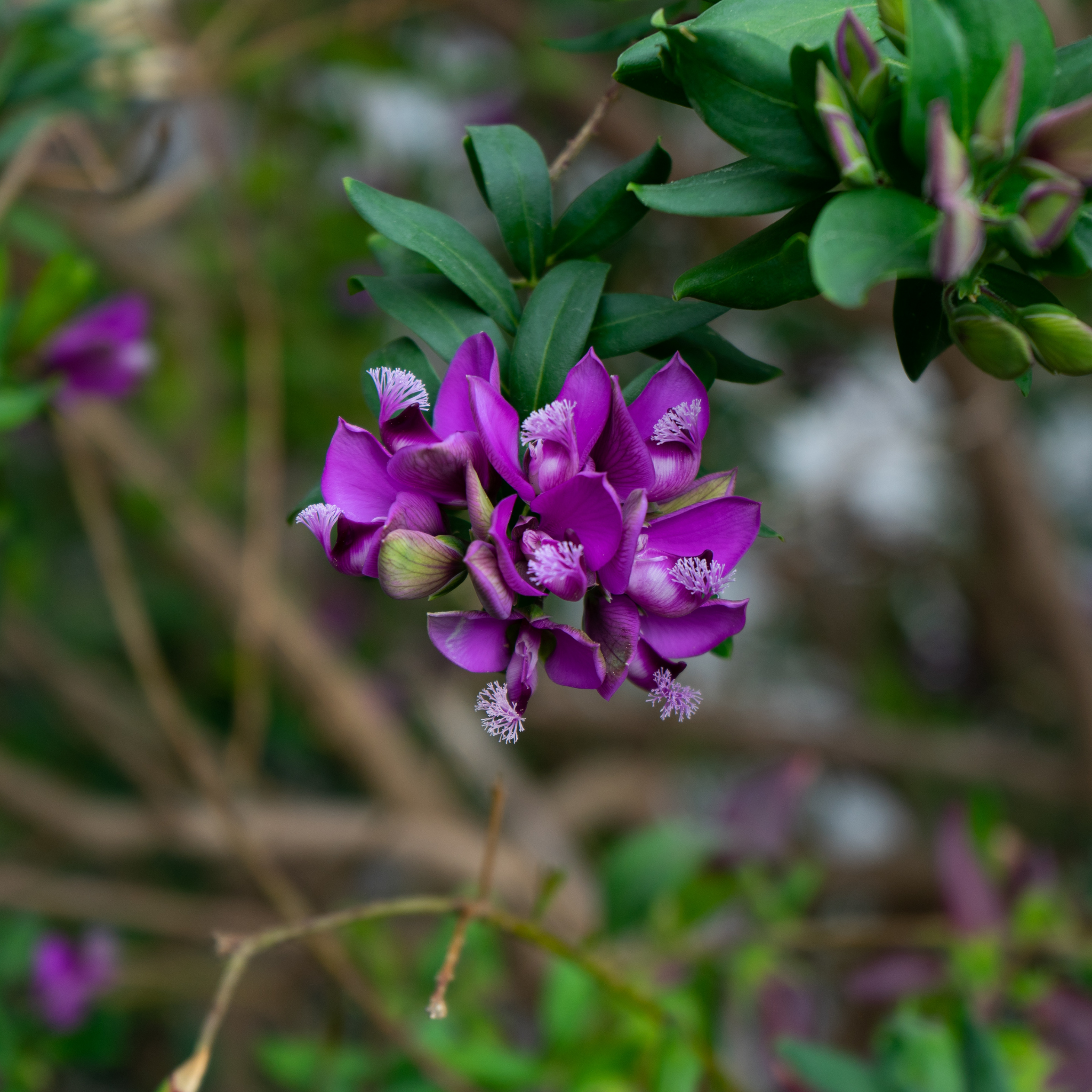 Sweet Pea Shrub - Polygala myrtiflora Grandiflora
