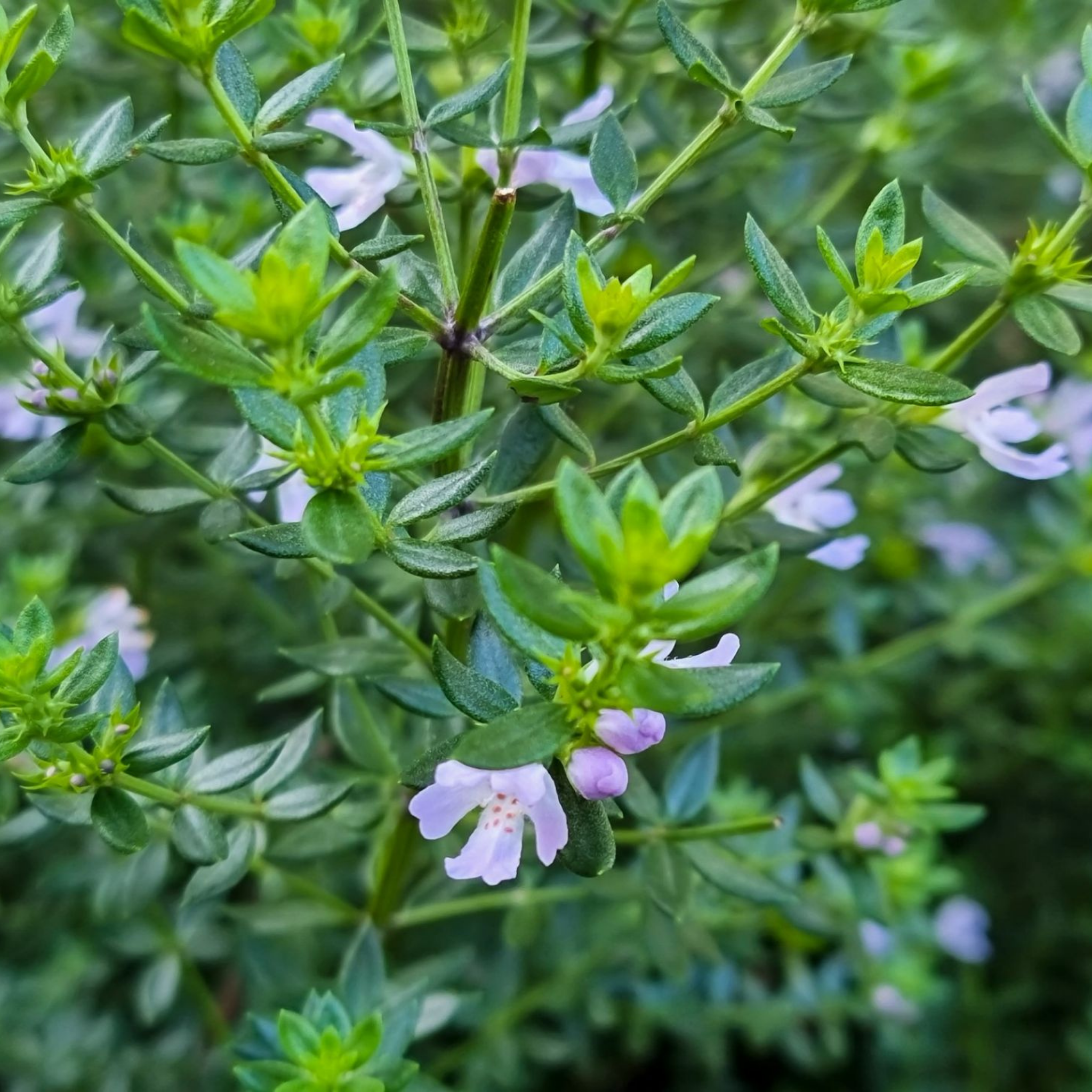 Coastal Rosemary Jervis Gem - Westringia fruticosa Jervis Gem
