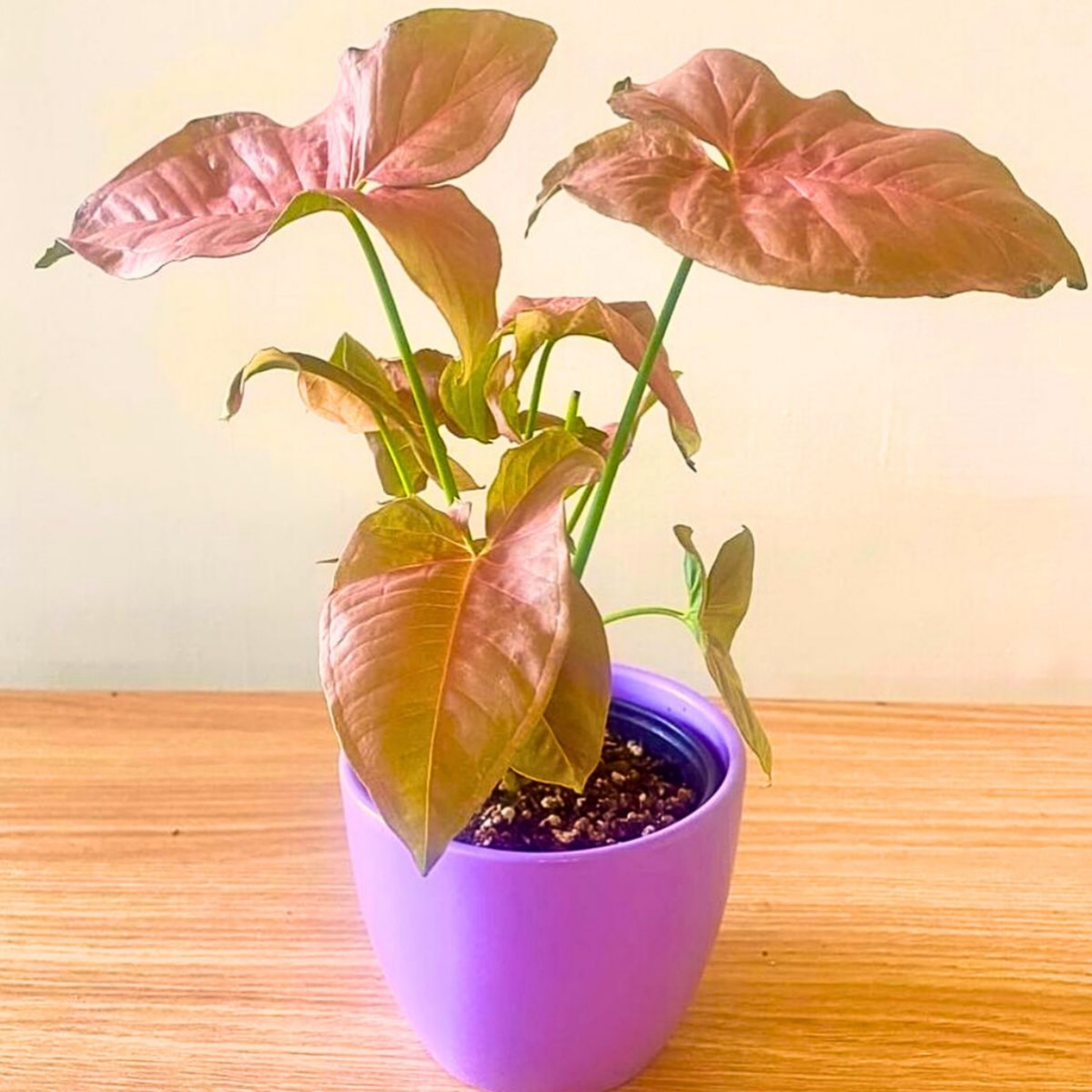 Pink Syngonium - Syngonium podophyllum 'Neon' Arrowhead Plant