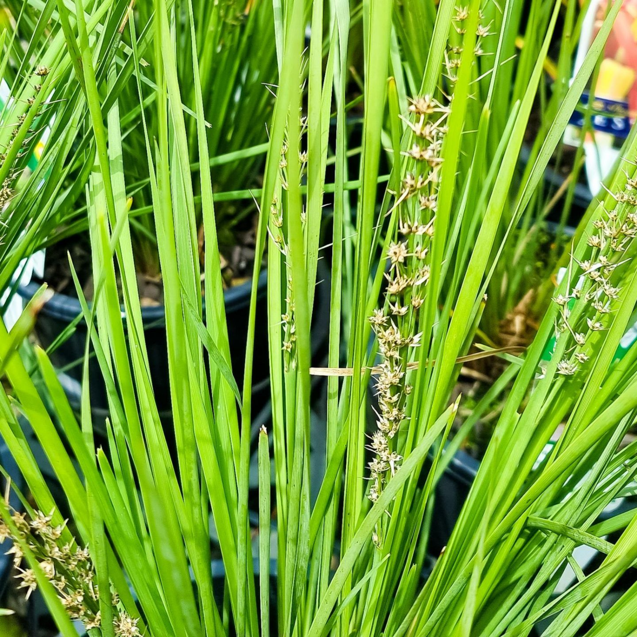 Lomandra Nyalla - Lomandra longifolia Nyalla PBR