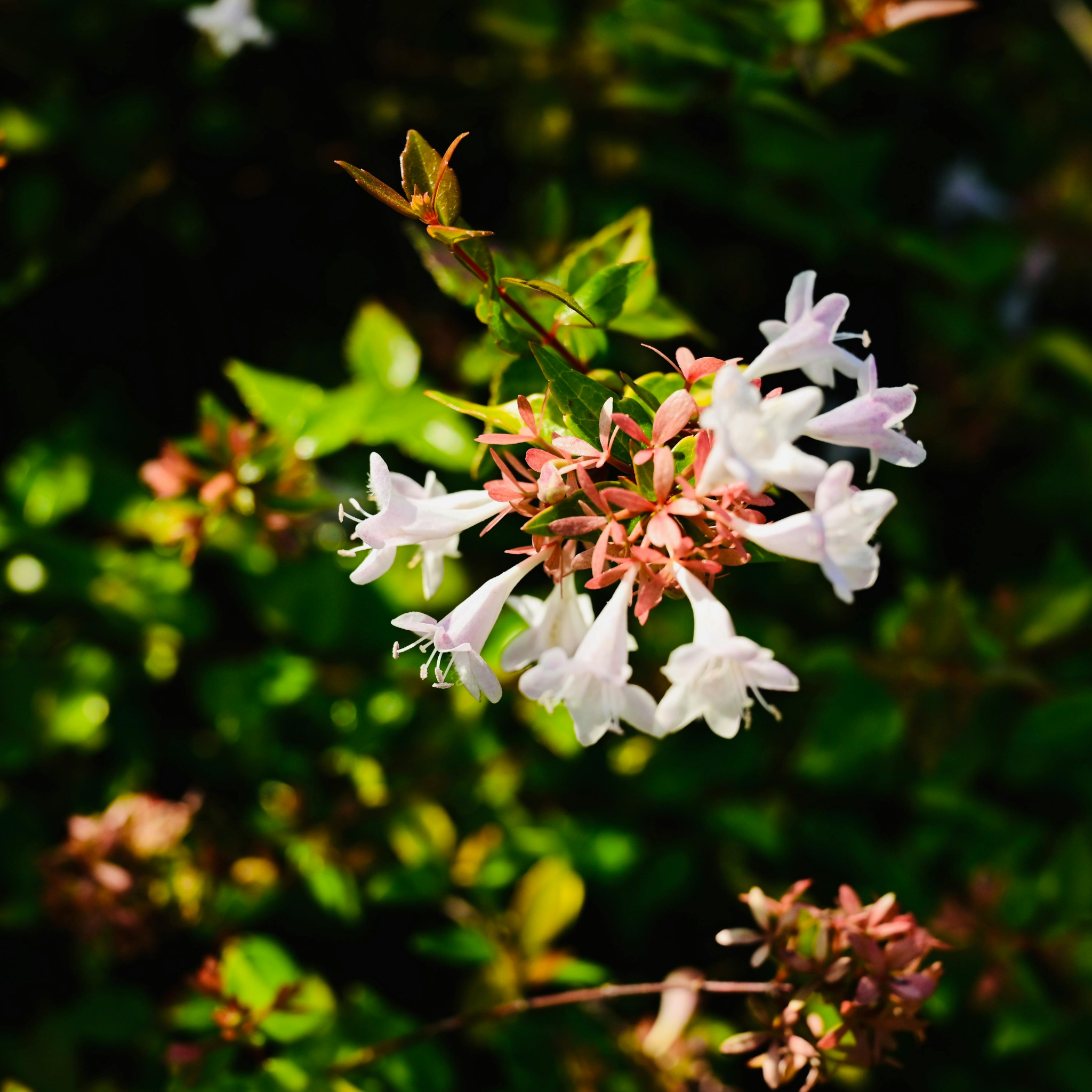 Glossy Abelia Lime Splice - Abelia grandiflora 'Lime Splice'