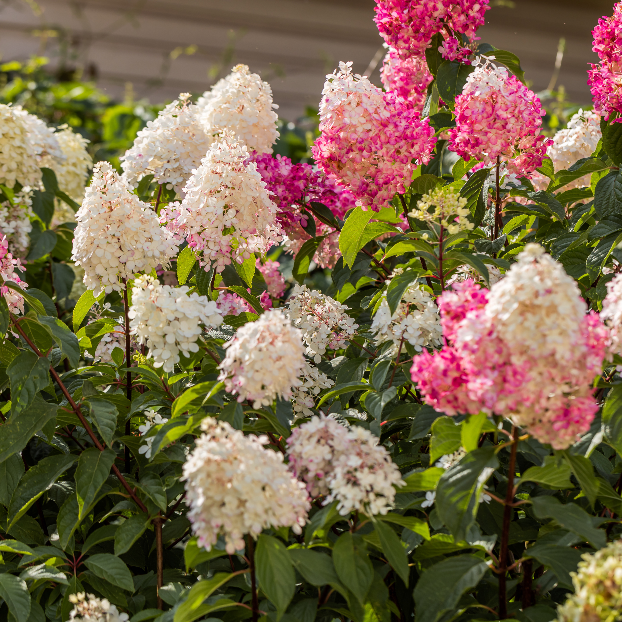 Panicled Hydrangea - Hydrangea paniculata Sundae Fraise
