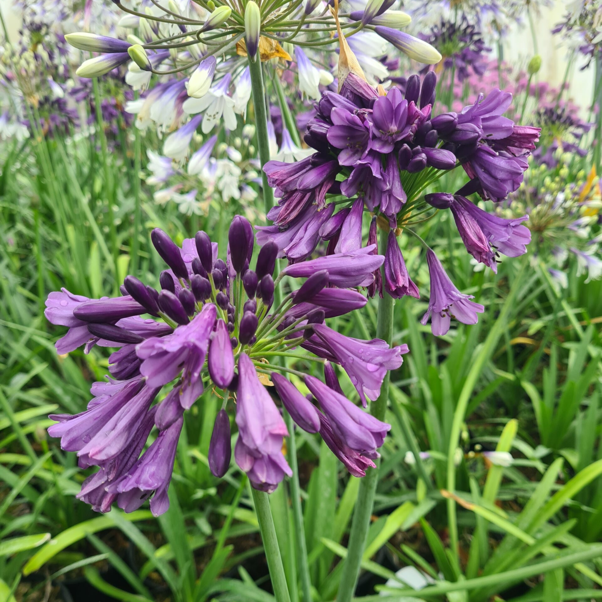 Agapanthus hybrida ‘Poppin Purple’ - Long flowering Lily of the Nile, African Lily