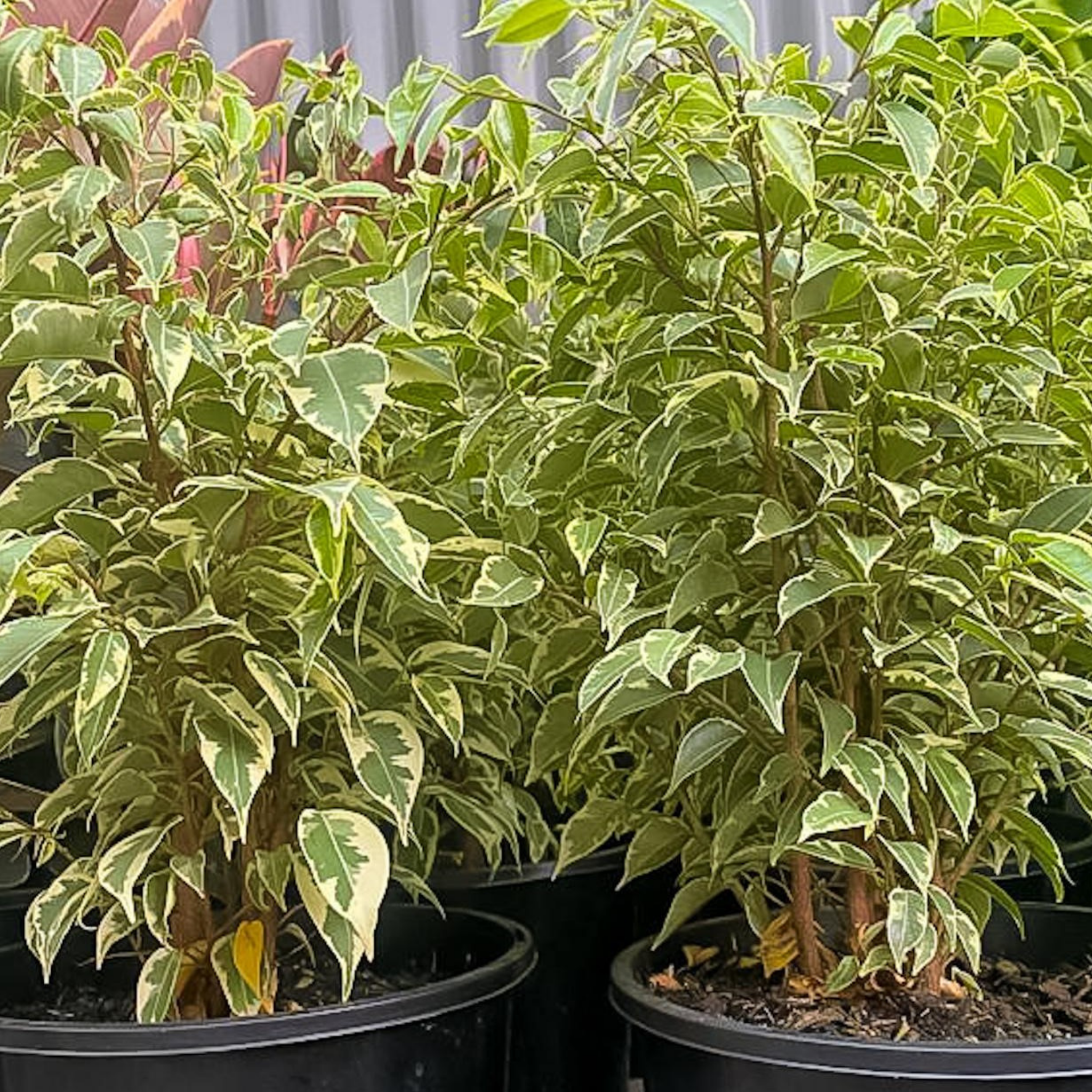 Variegated Weeping Fig - Ficus benjamina Variegata